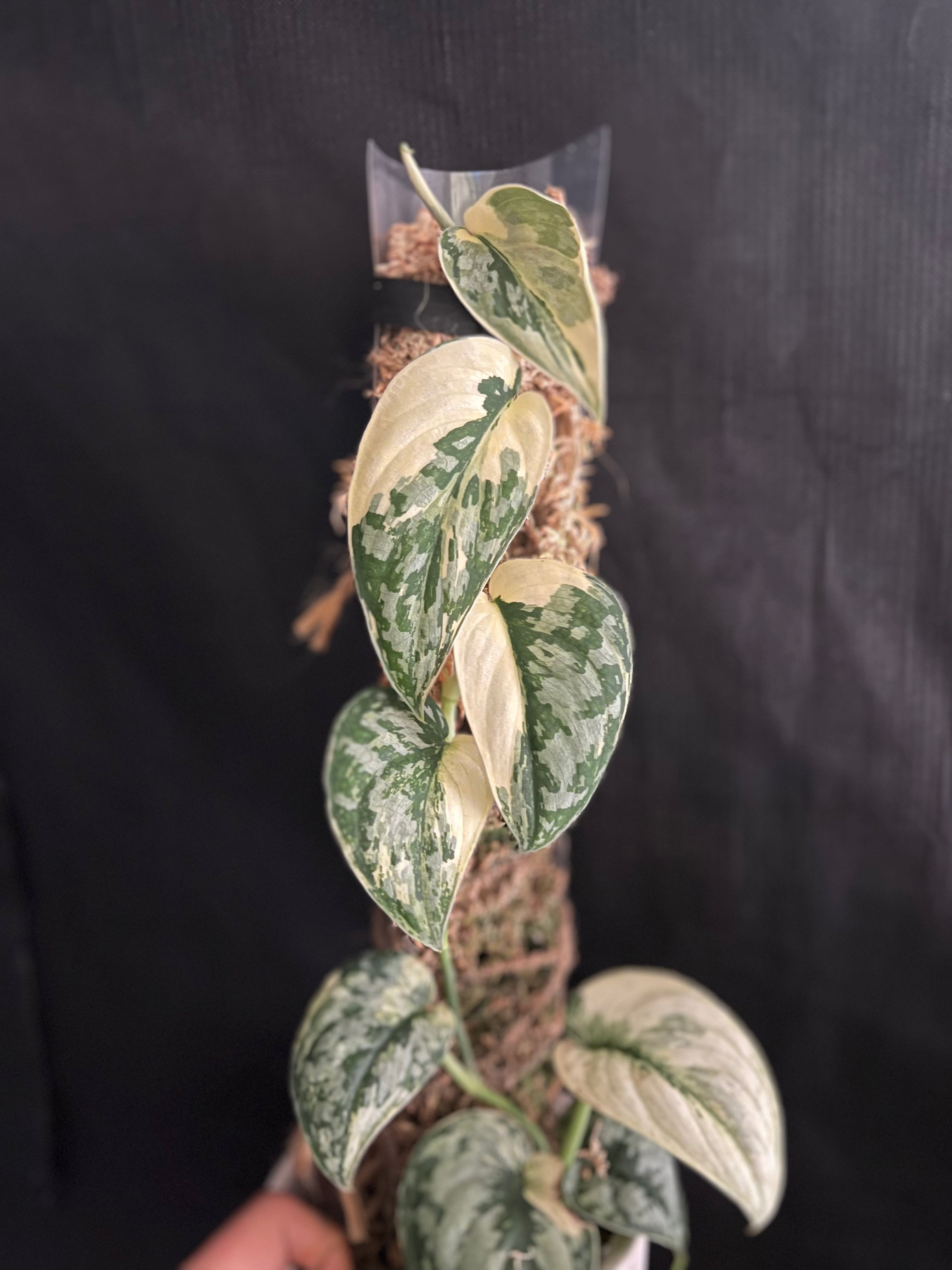 Scindapsus – Zero's Plants