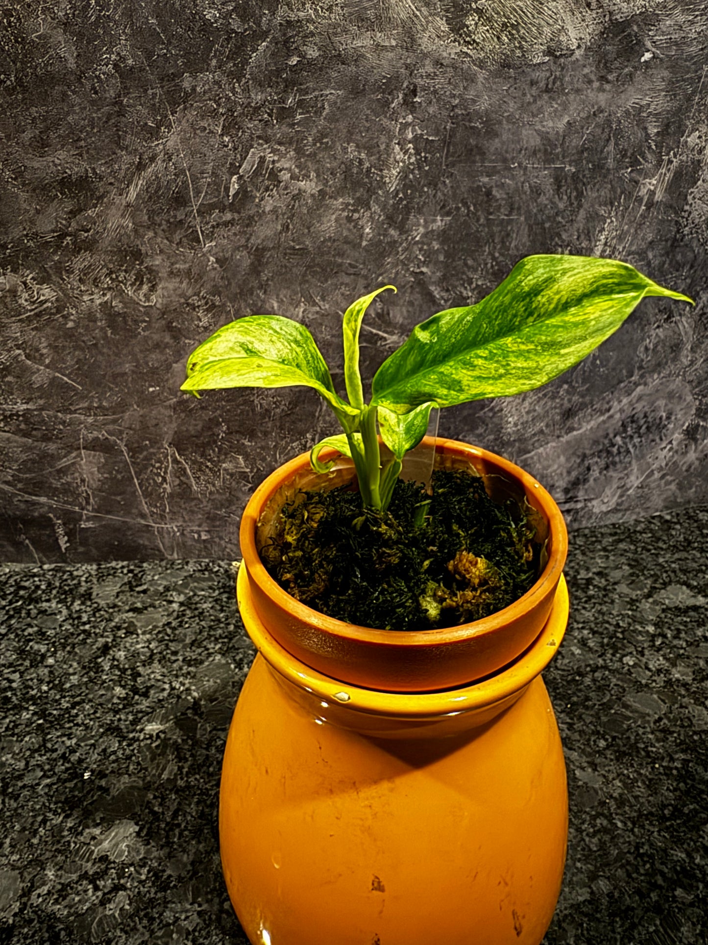 Variegated Rhaphidophora Puberula