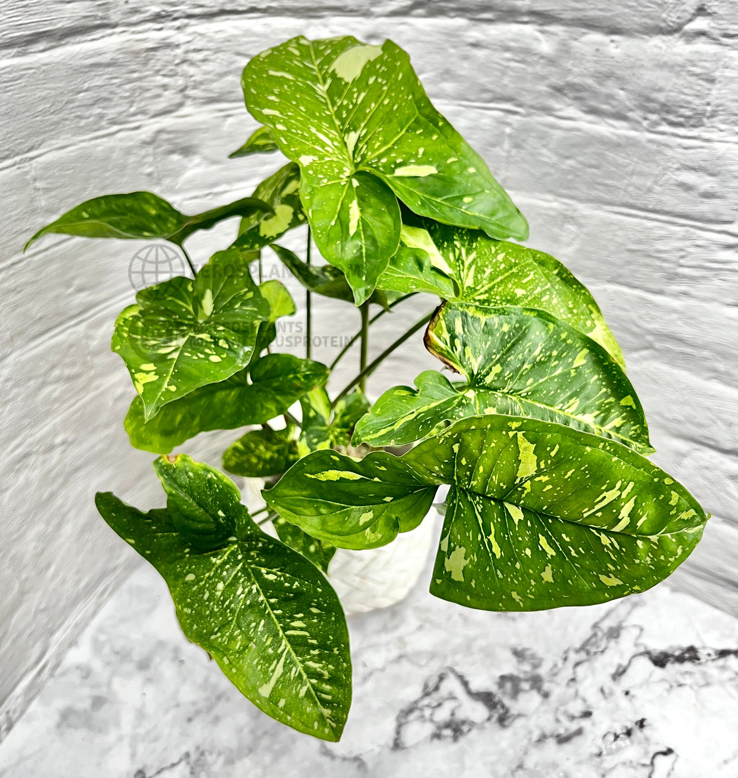Syngonium Panda