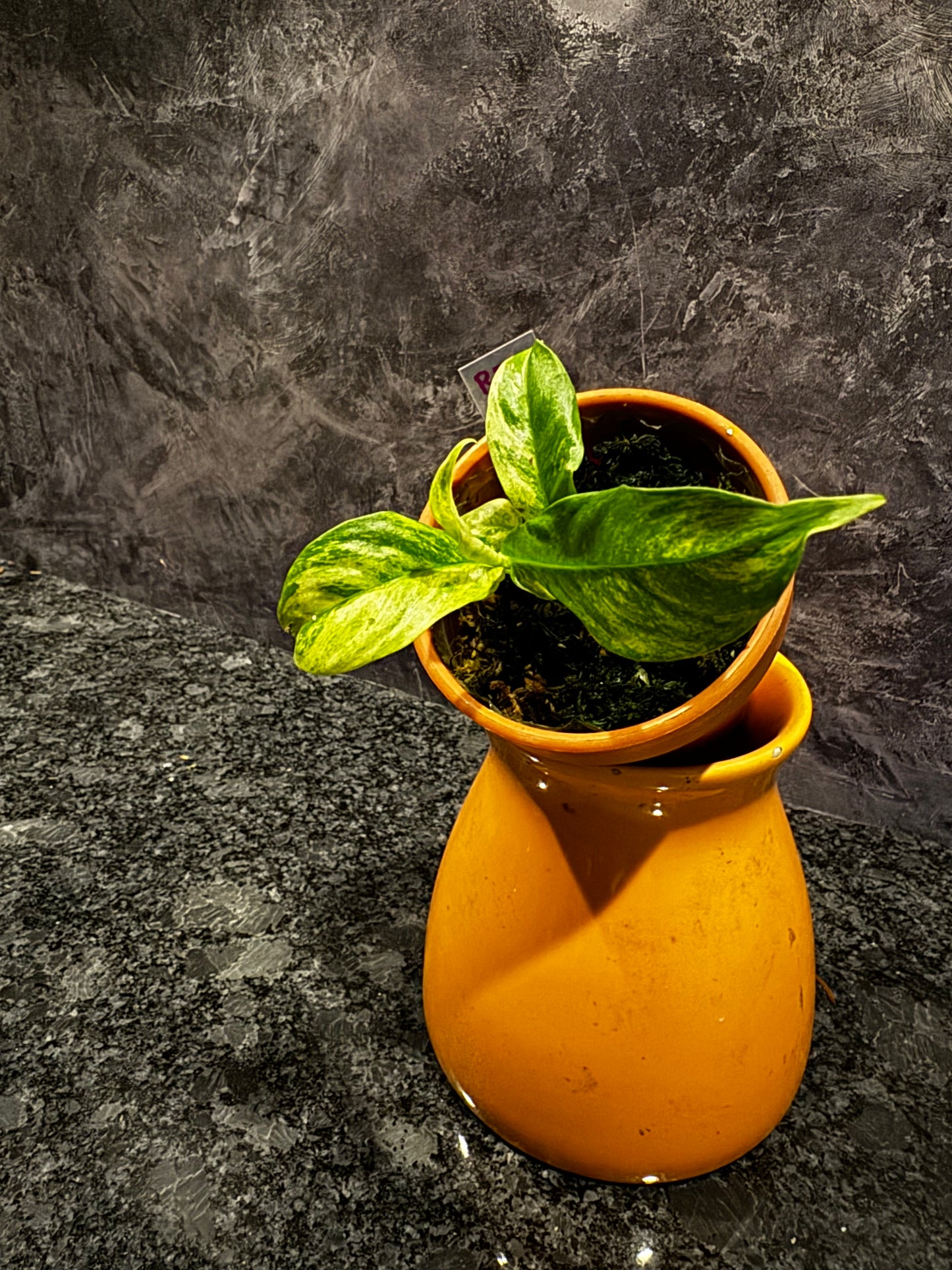 Variegated Rhaphidophora Puberula