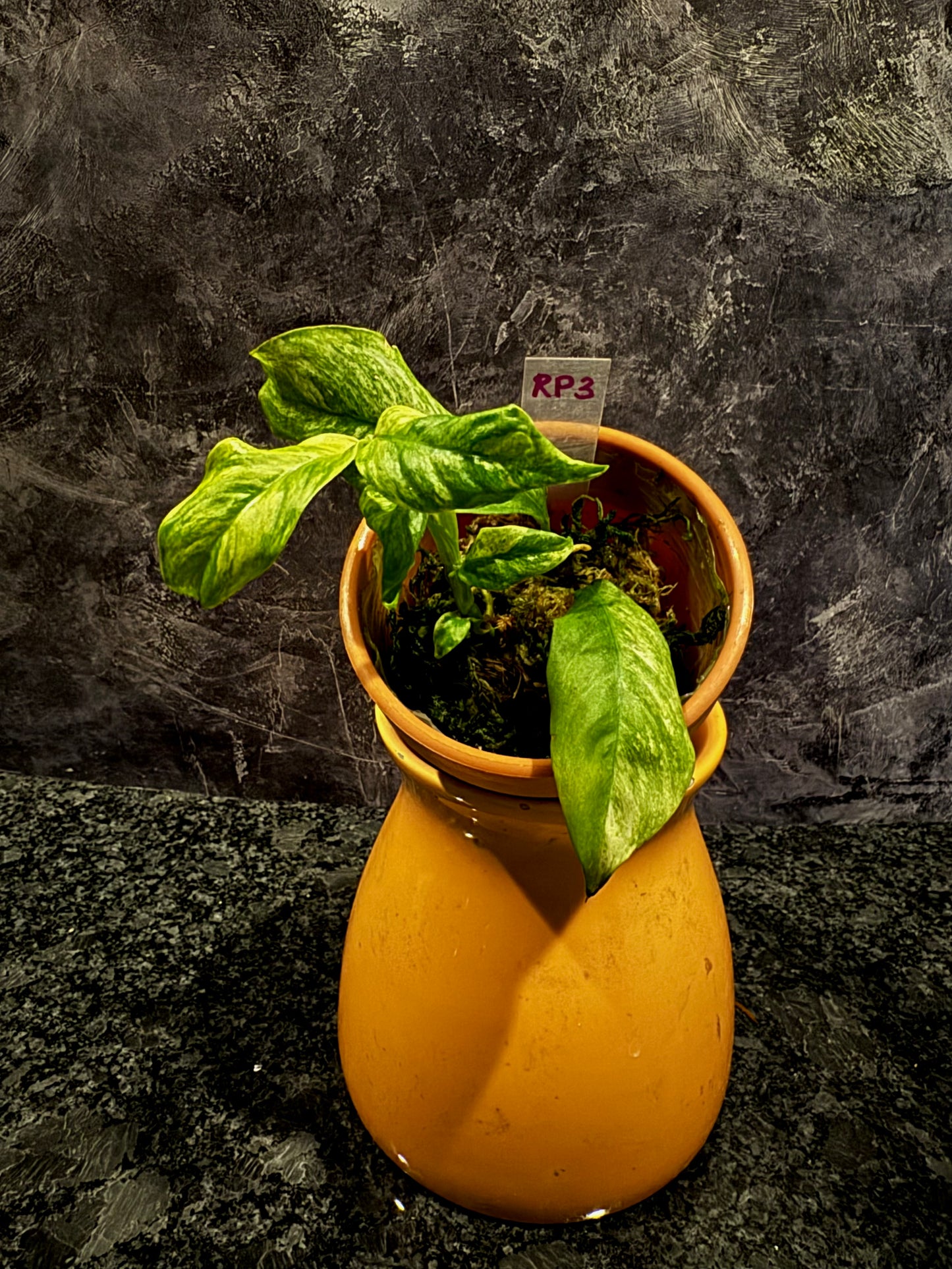 Variegated Rhaphidophora Puberula