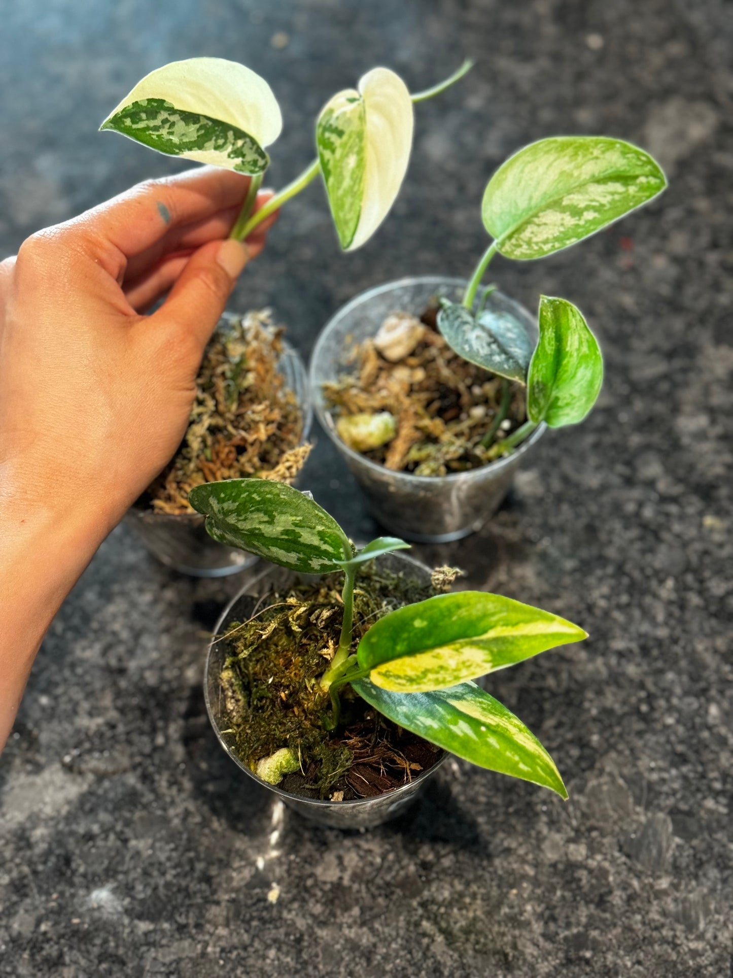 Rare scindapsus bundle (Scindapsus ‘Marahuyo’, Scindapsus ‘Mayari’, Scindapsus ‘Paraluman’)