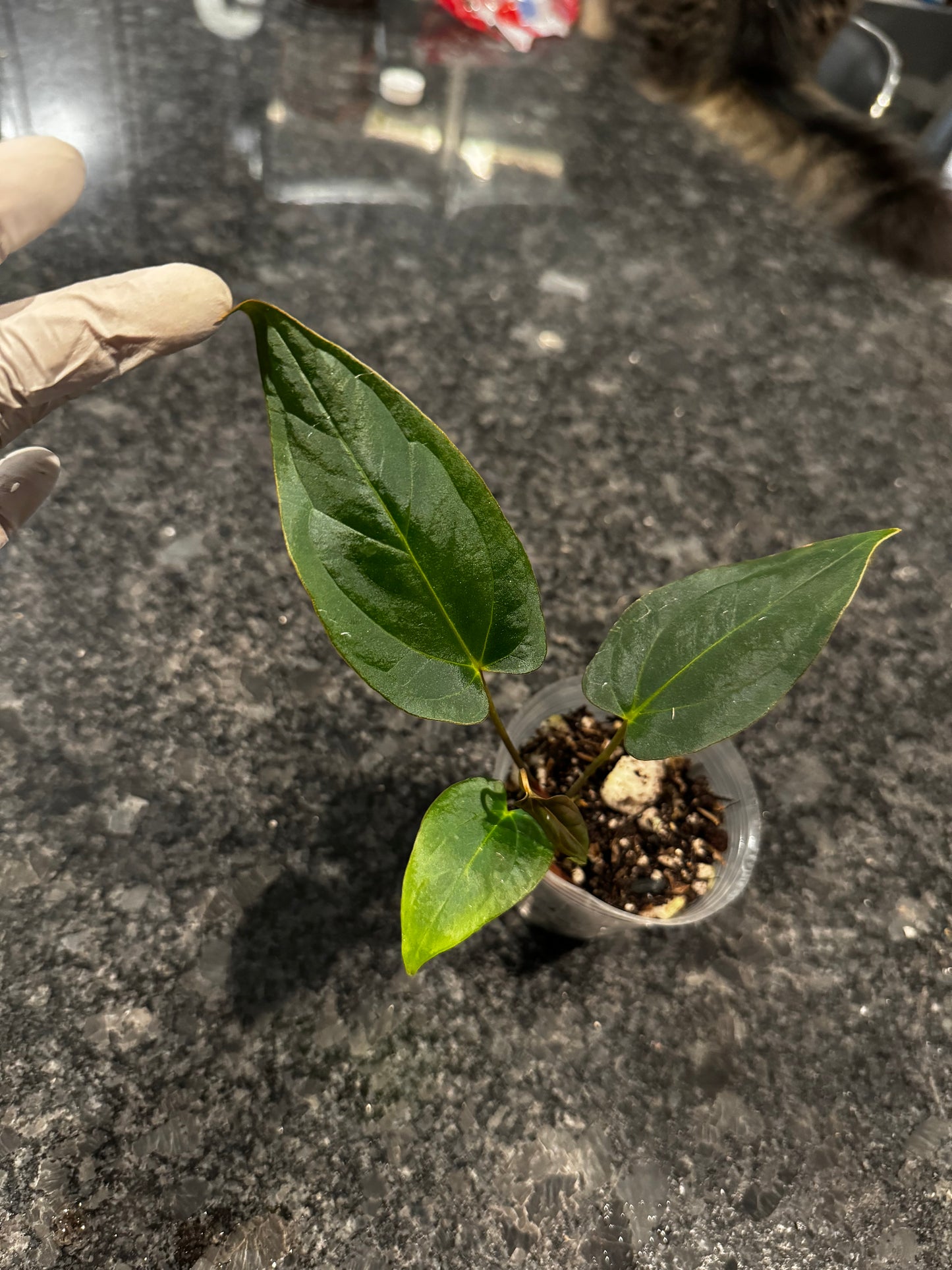 Anthurium Papillilaminum x Ace Of Spades