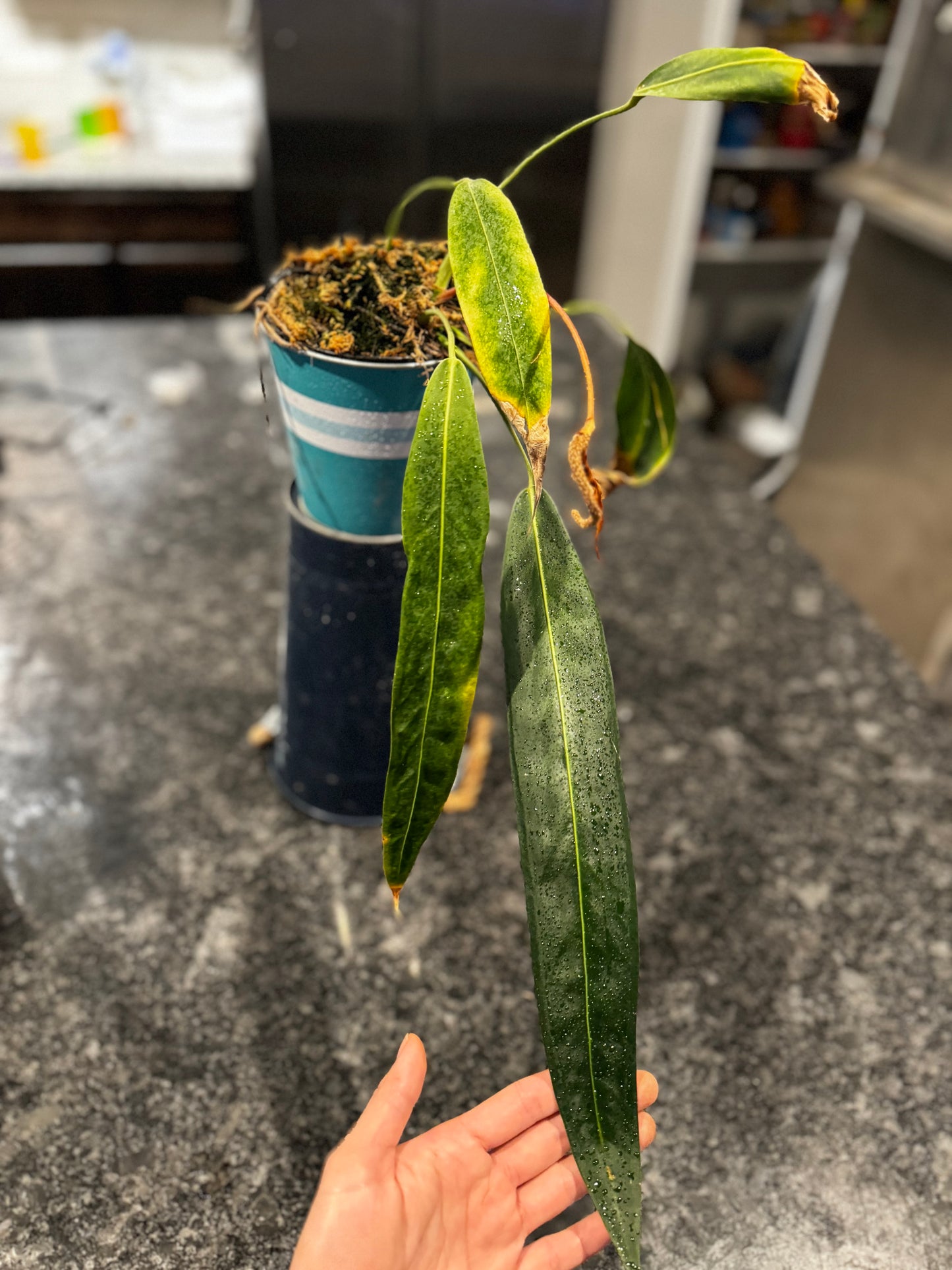 Anthurium Wendlingeri (Flowering)