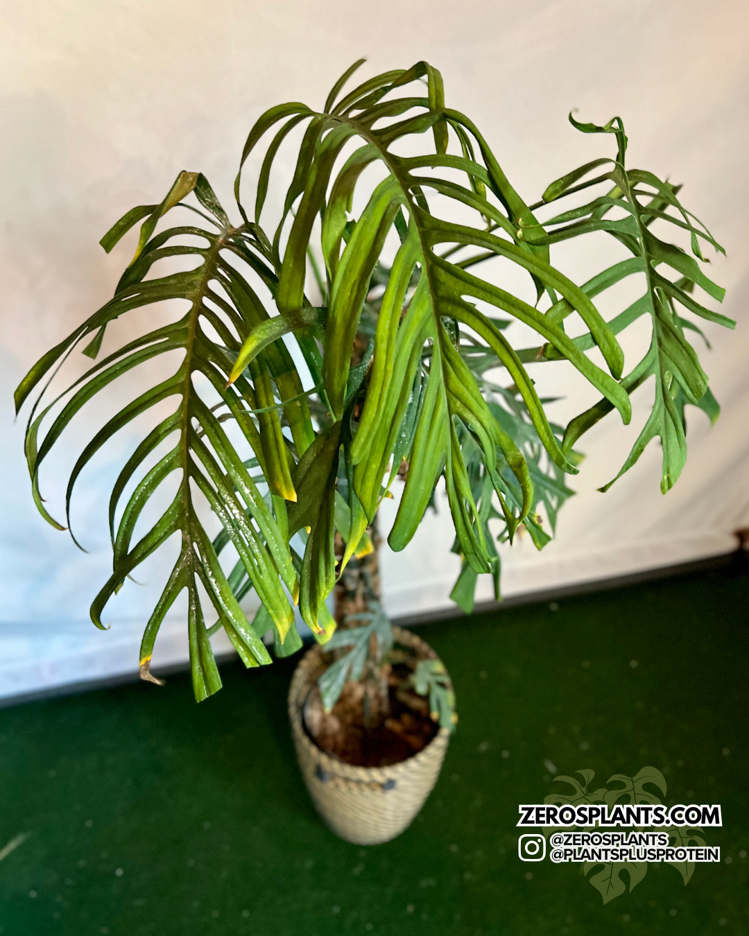 monstera plant crocs Monstera Croatii – Zero's Plants