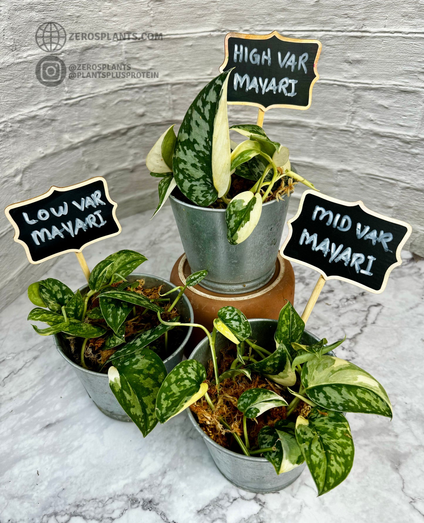 Scindapsus ‘Mayari’
