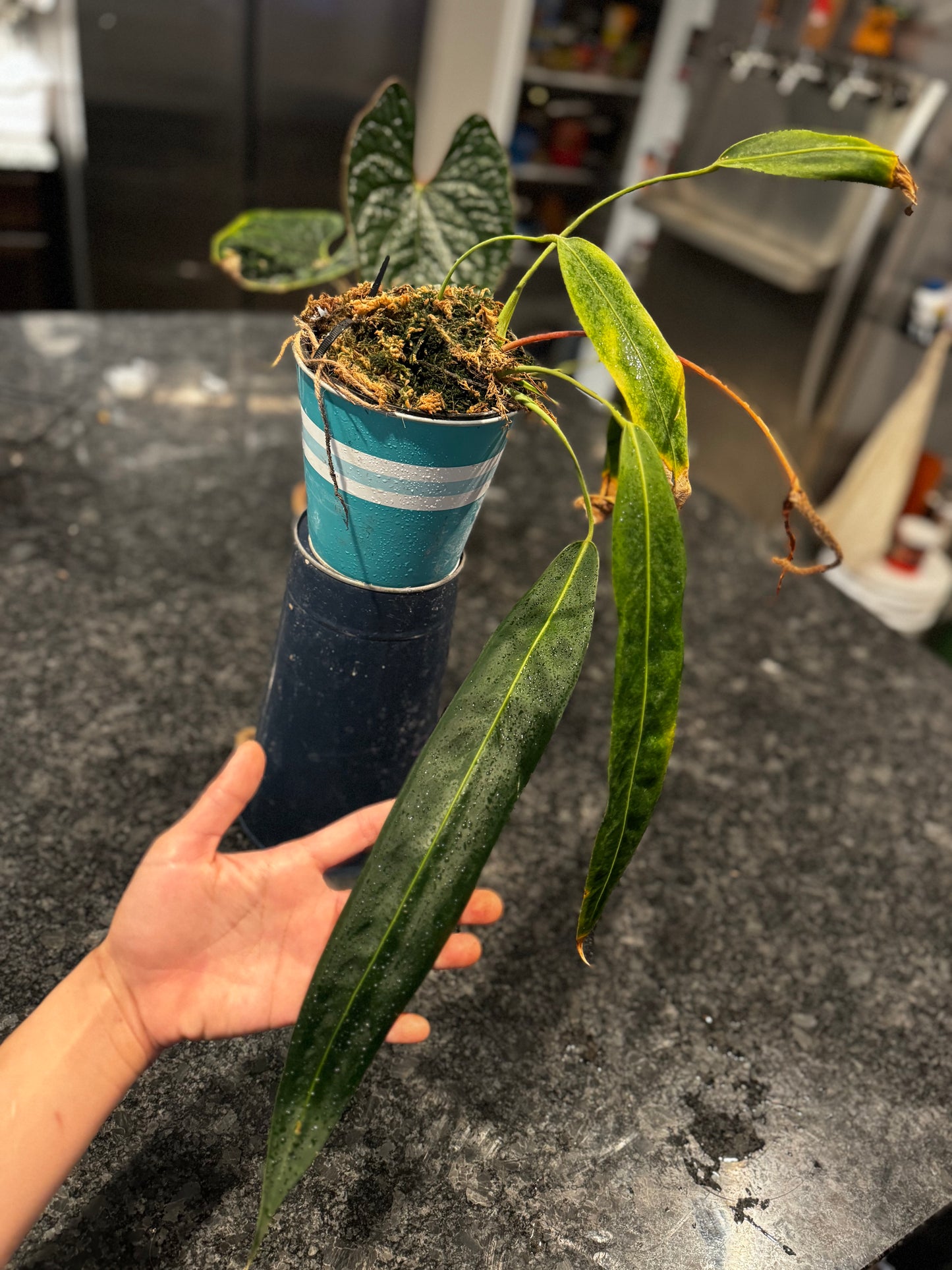 Anthurium Wendlingeri (Flowering)