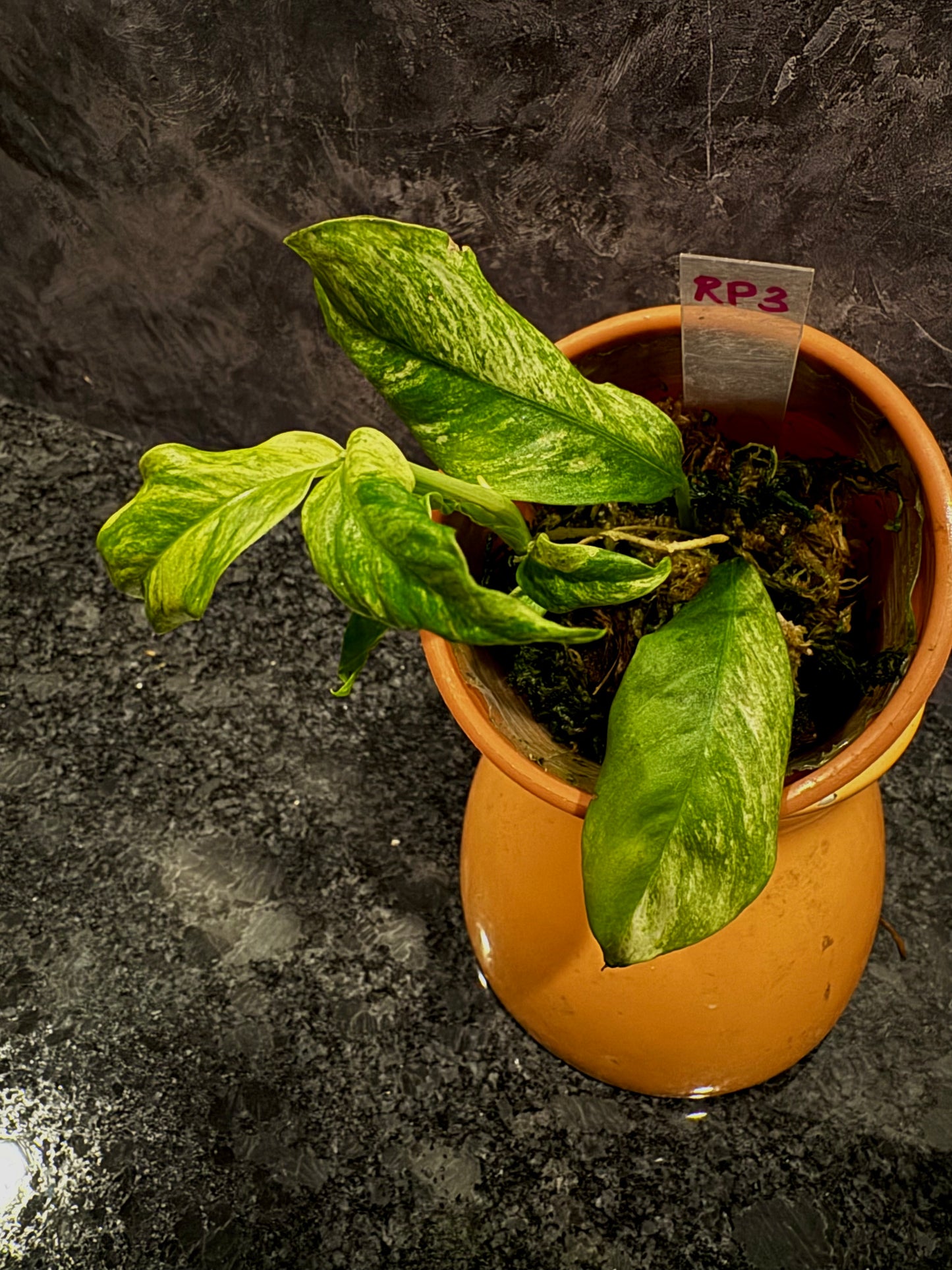 Variegated Rhaphidophora Puberula