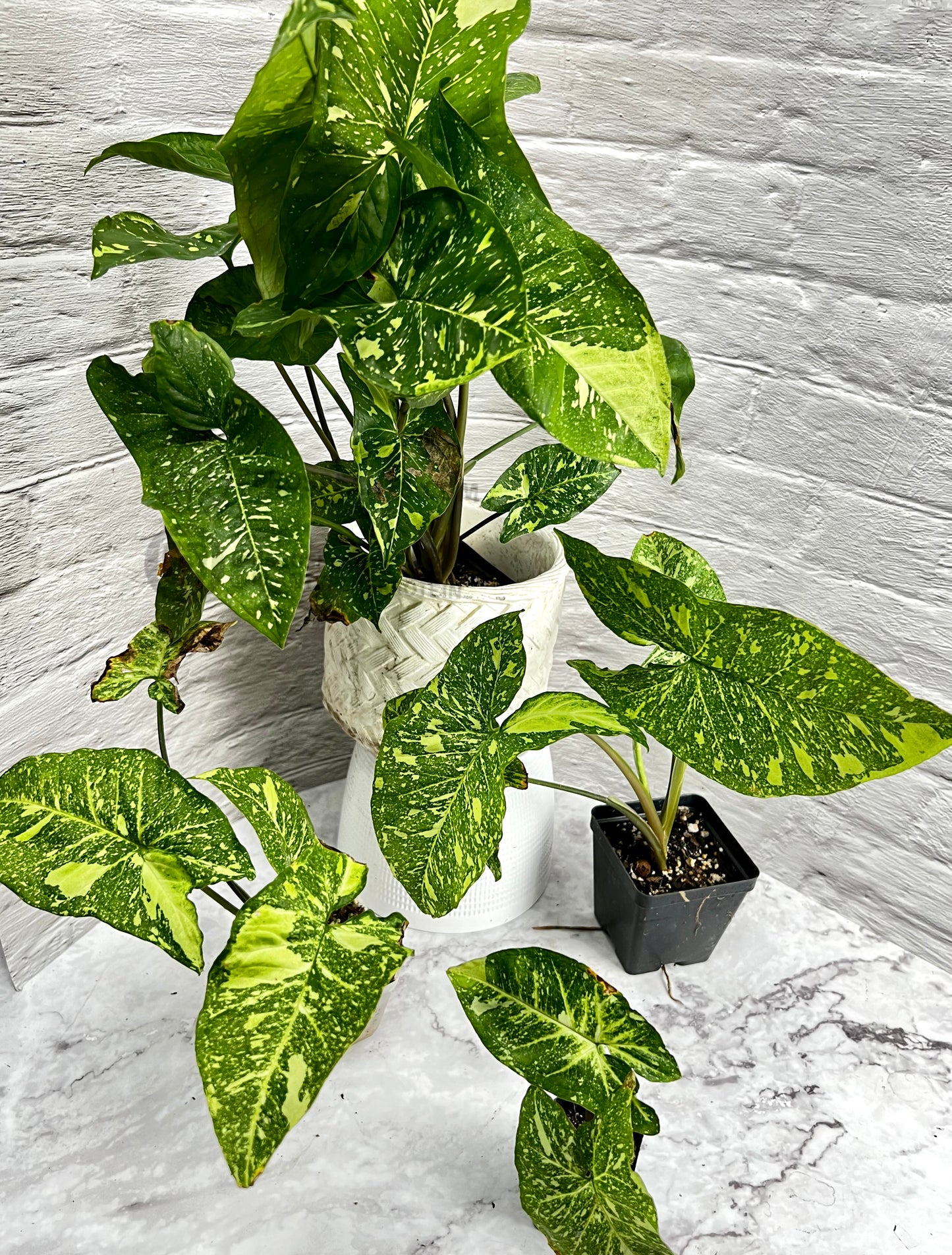 Syngonium Panda
