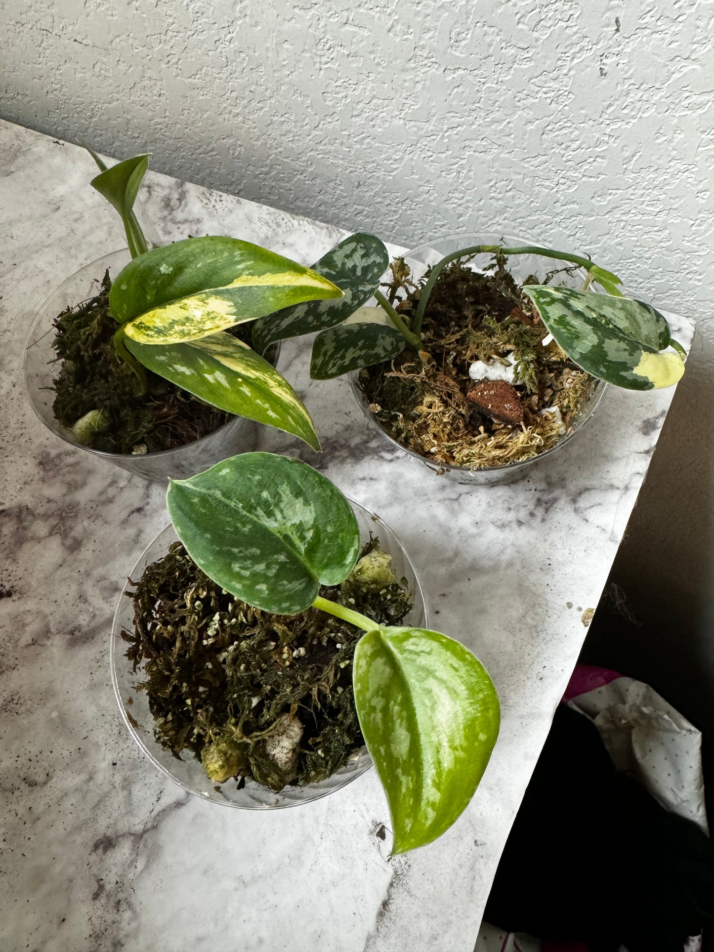 Rare scindapsus bundle (Scindapsus ‘Marahuyo’, Scindapsus ‘Mayari’, Scindapsus ‘Paraluman’)