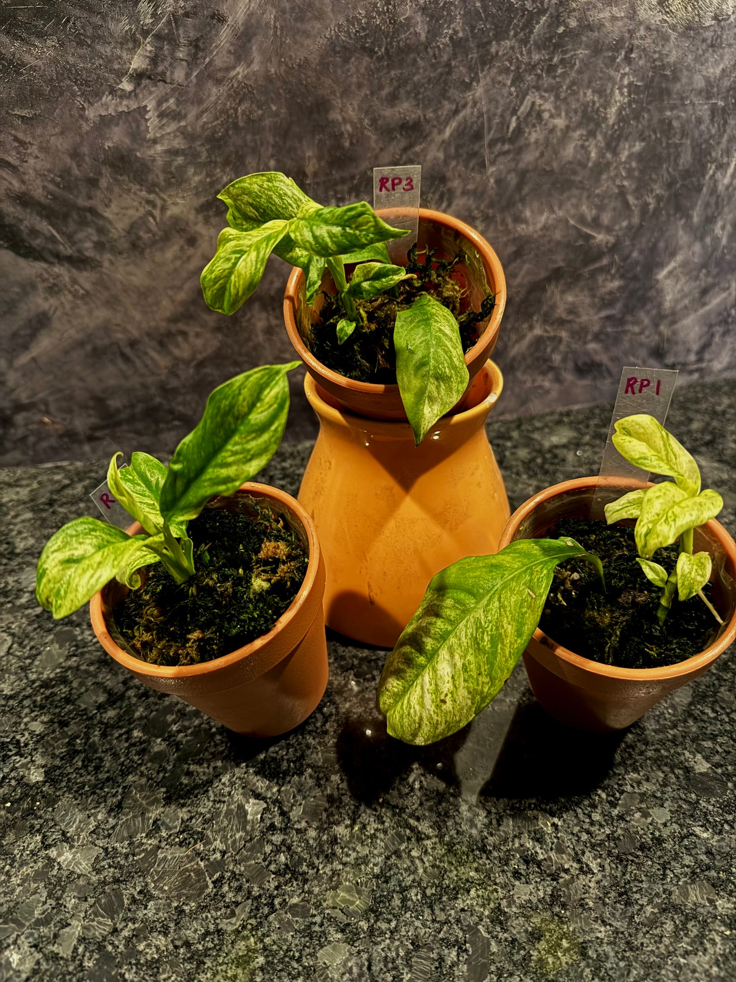 Variegated Rhaphidophora Puberula