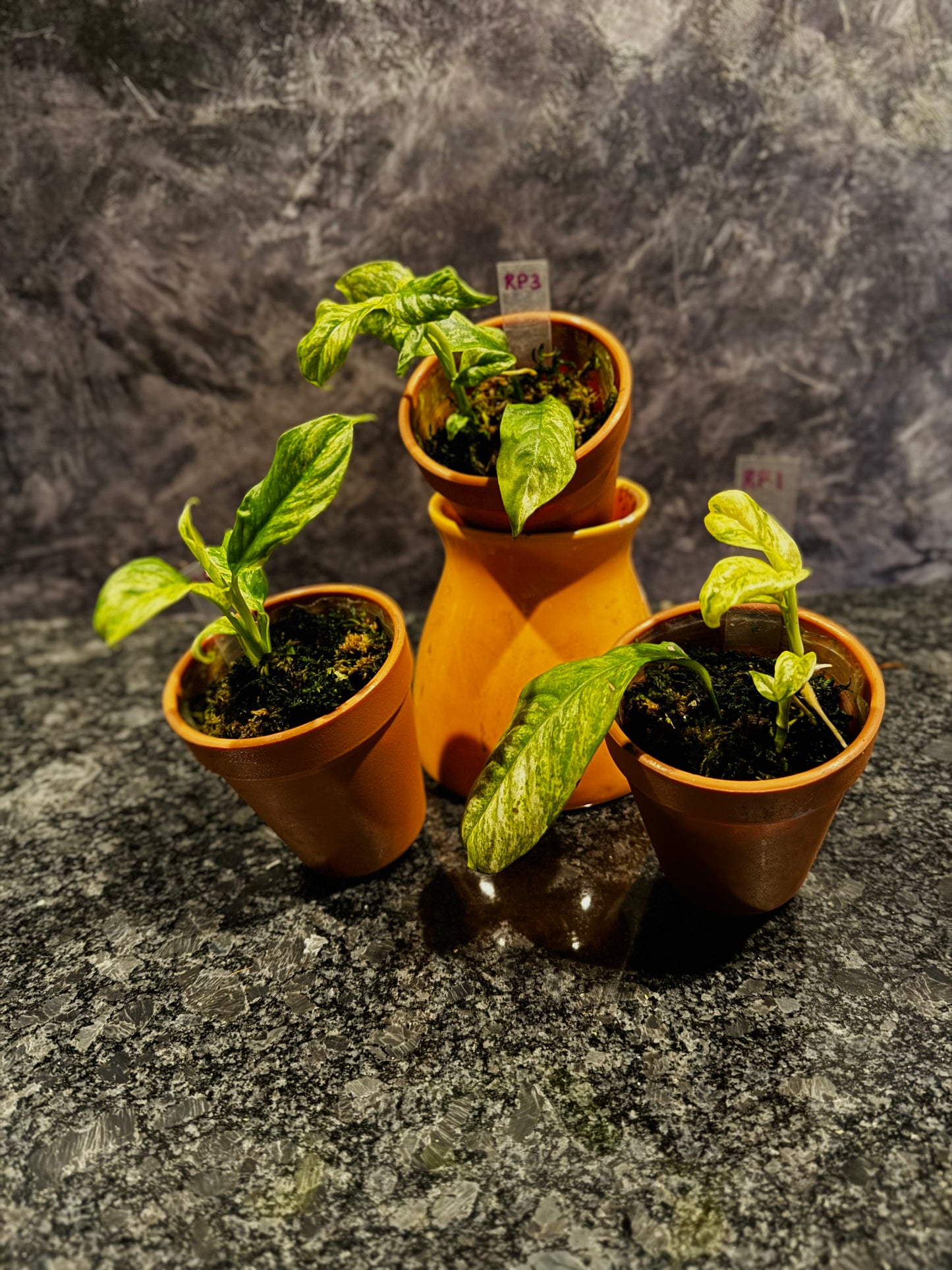 Variegated Rhaphidophora Puberula