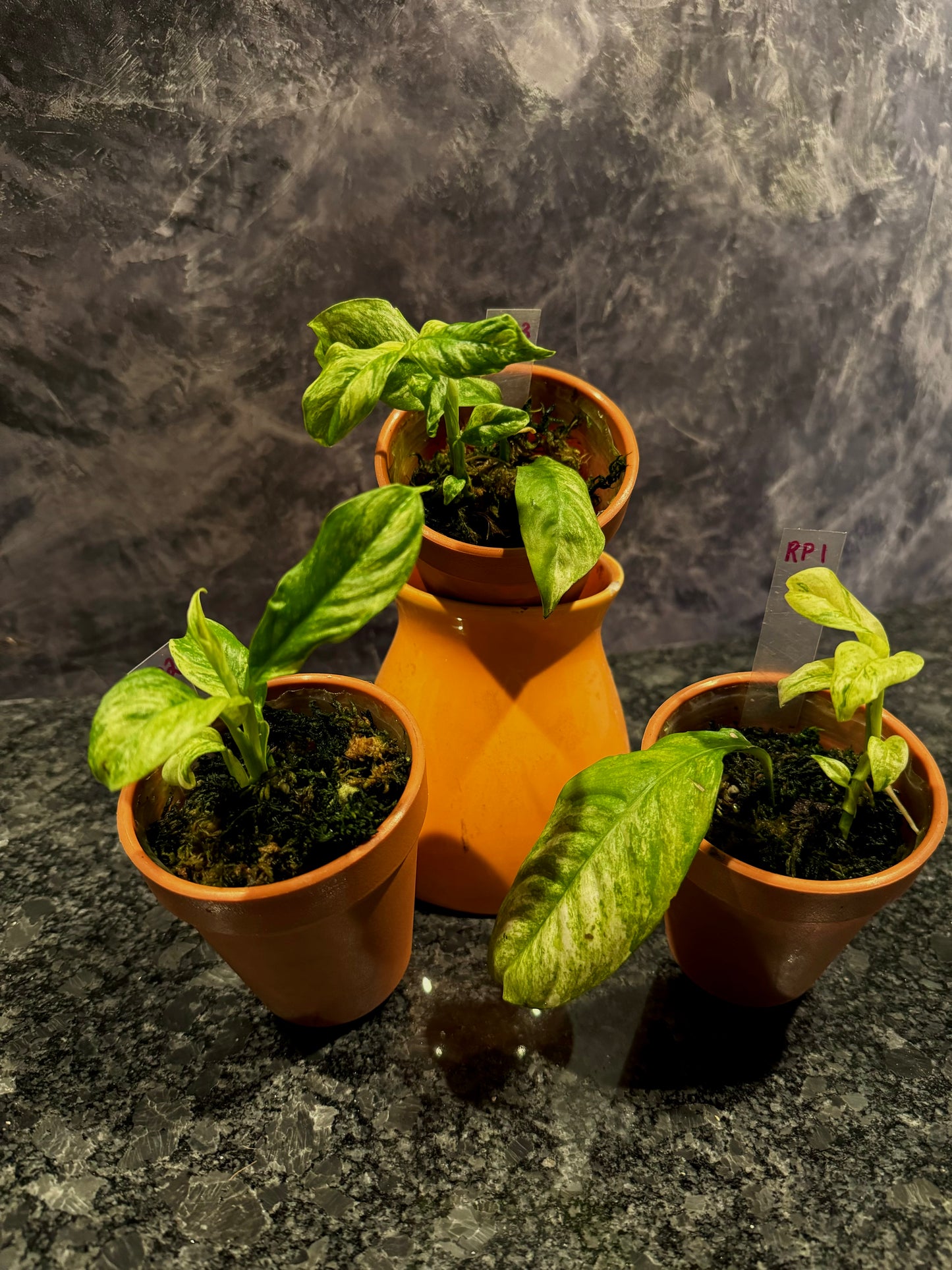 Variegated Rhaphidophora Puberula
