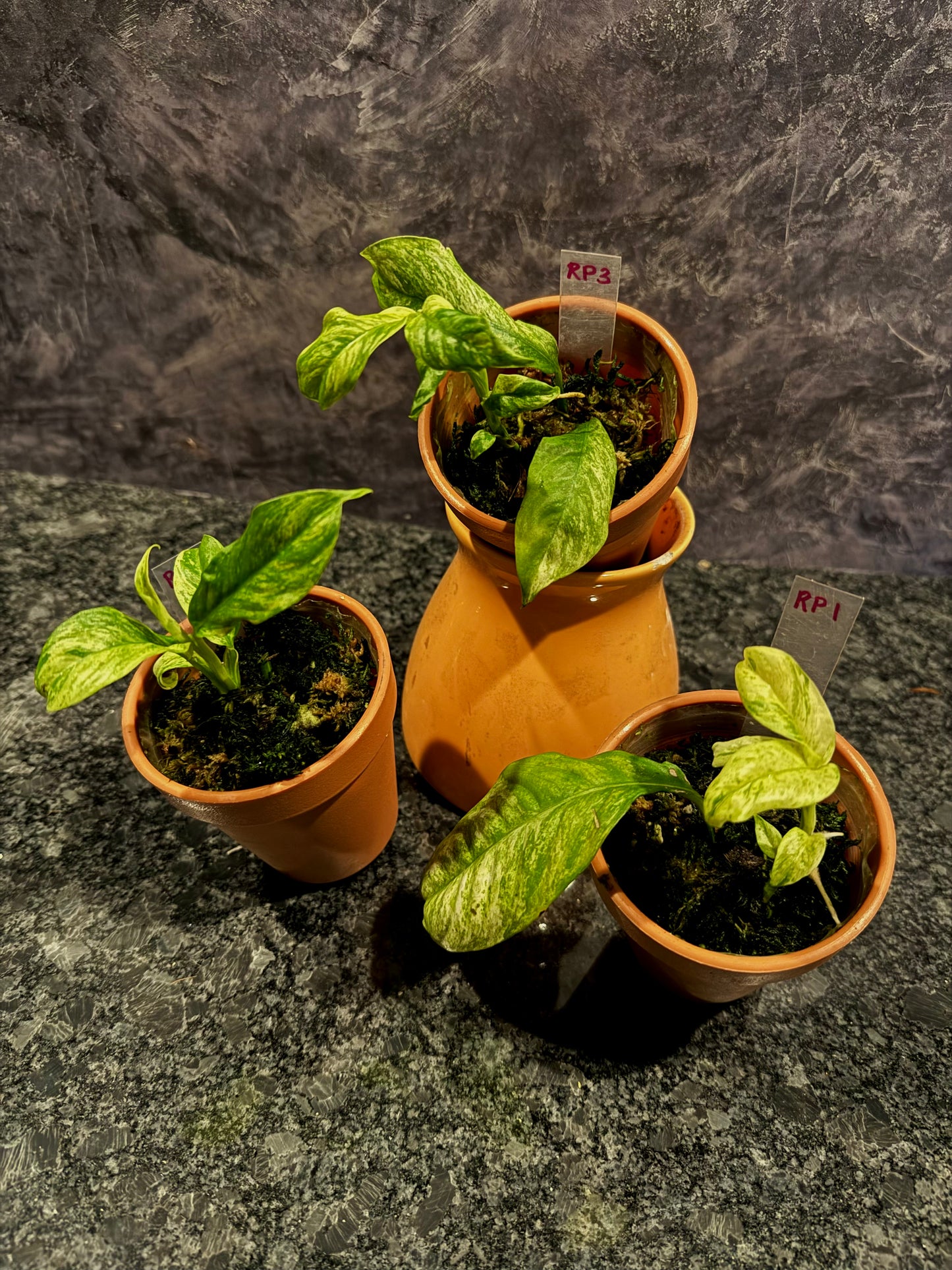 Variegated Rhaphidophora Puberula