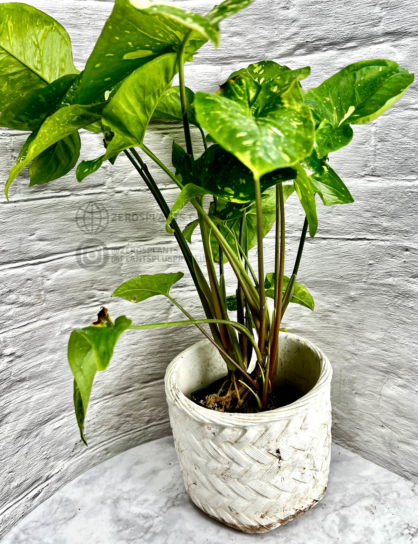 Syngonium Panda