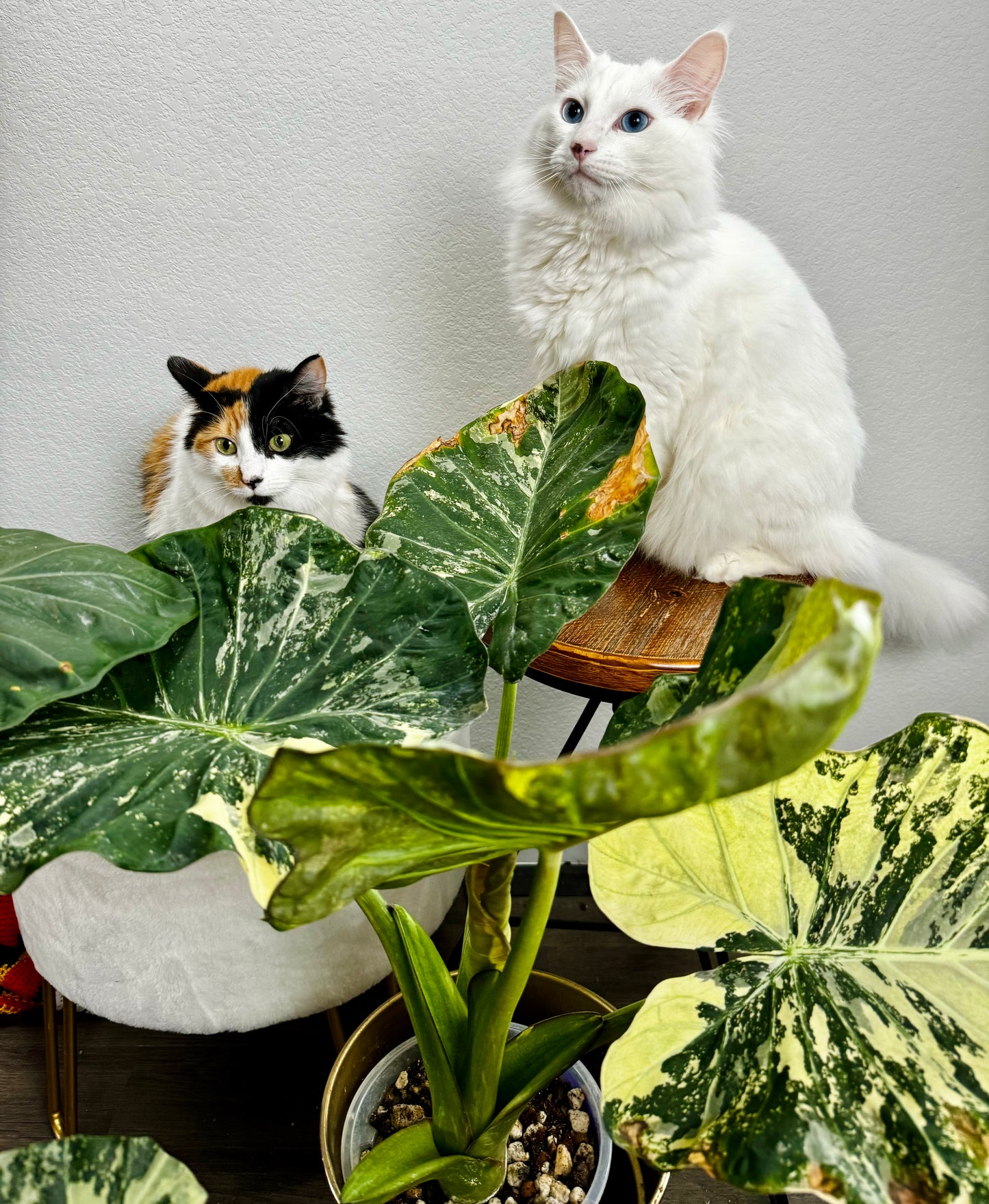 Albo Variegated Regal Shields