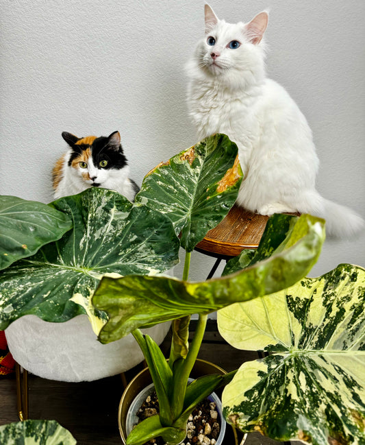 Alocasia Variegated Regal Shields