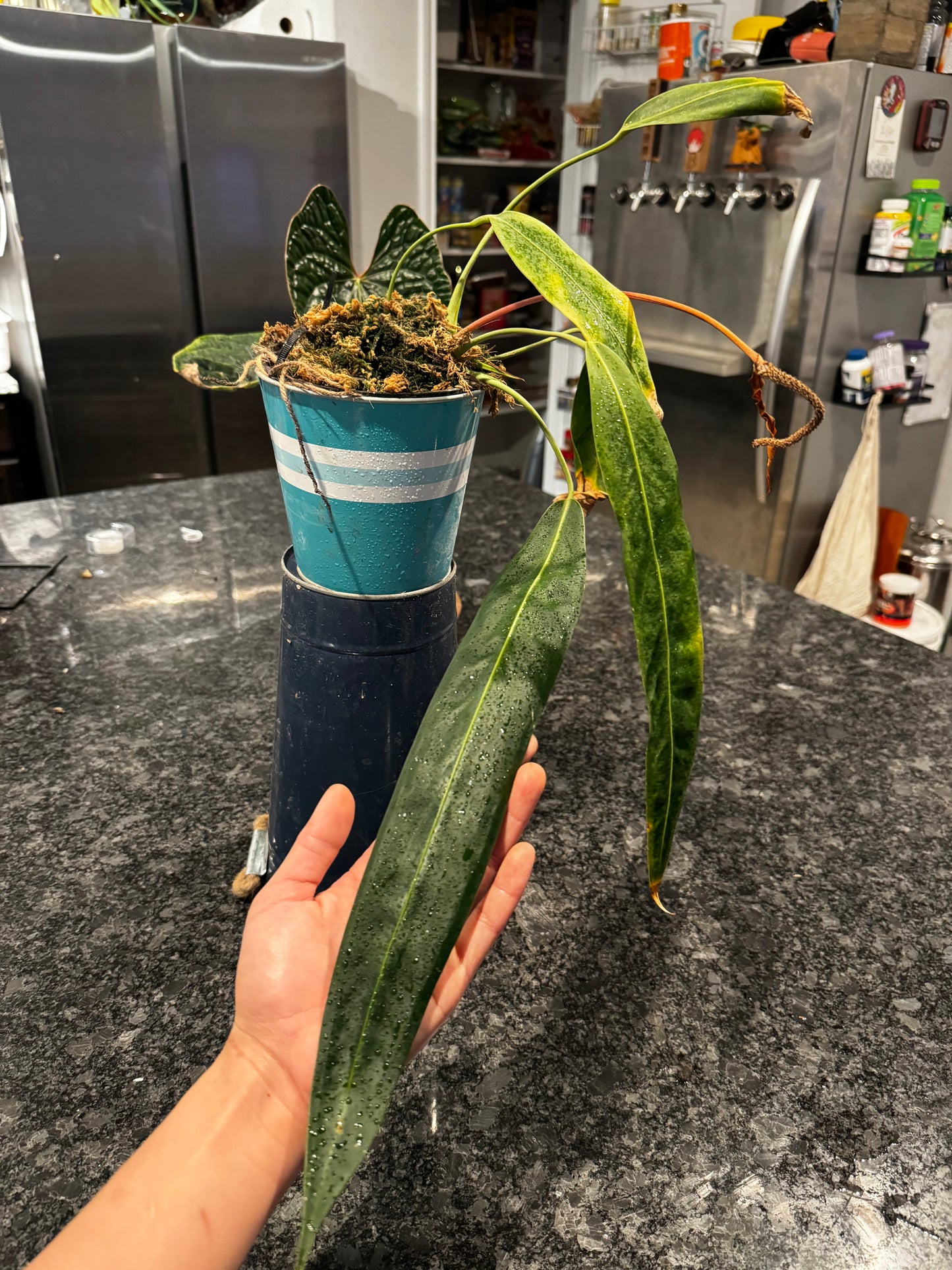 Anthurium Wendlingeri (Flowering)