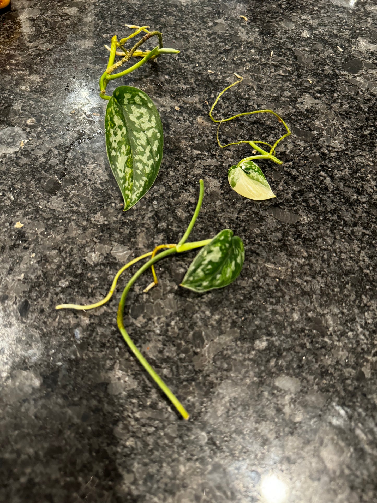 Rare scindapsus bundle (Scindapsus ‘Marahuyo’, Scindapsus ‘Mayari’, Scindapsus ‘Paraluman’)