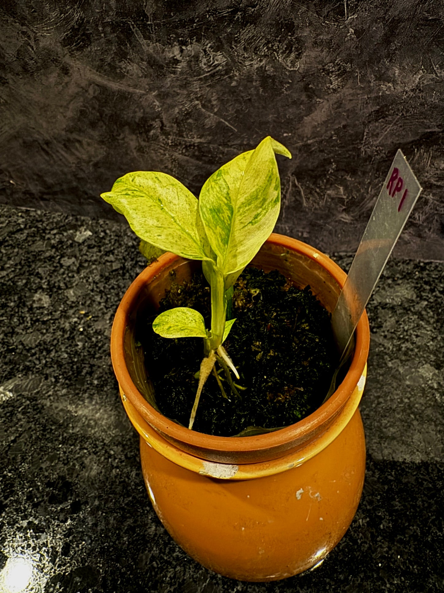 Variegated Rhaphidophora Puberula
