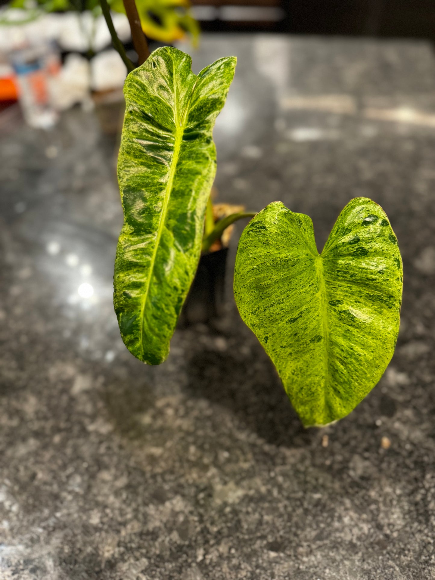Philodendron Paraiso Verde *Grower’s choice*