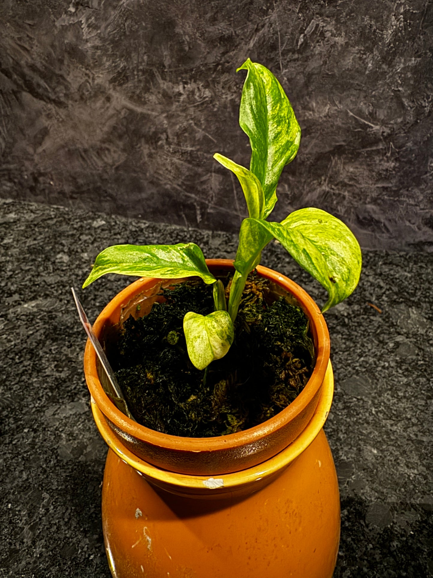 Variegated Rhaphidophora Puberula