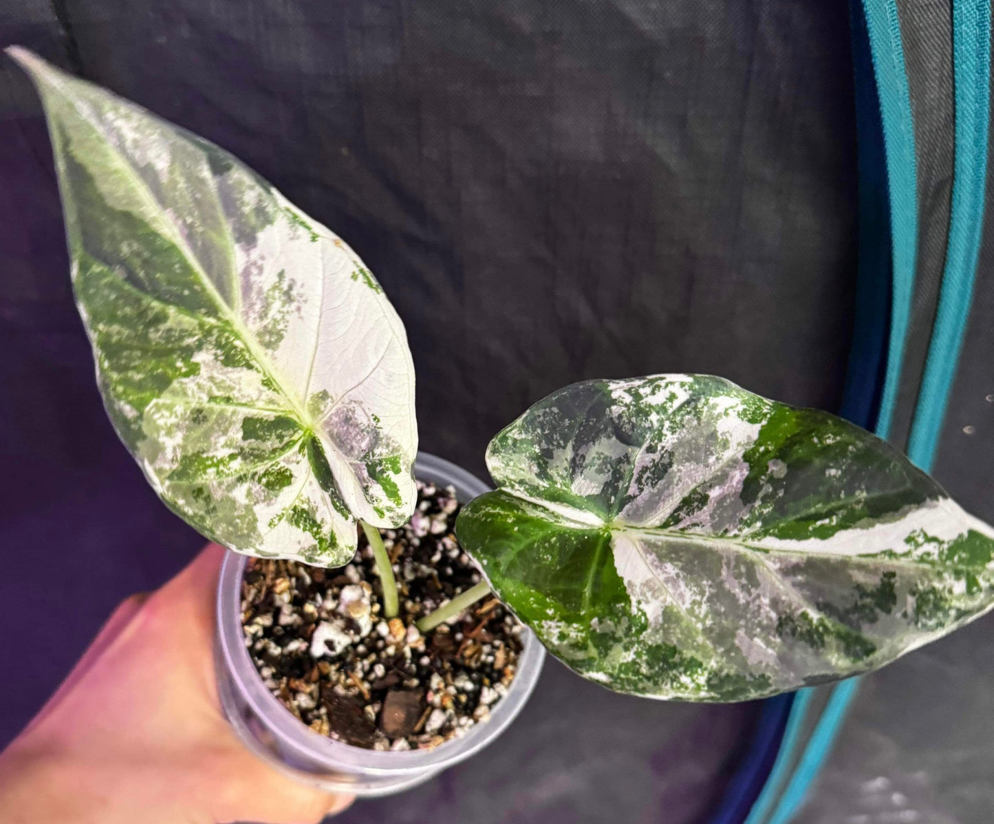 Albo Variegated Regal Shields