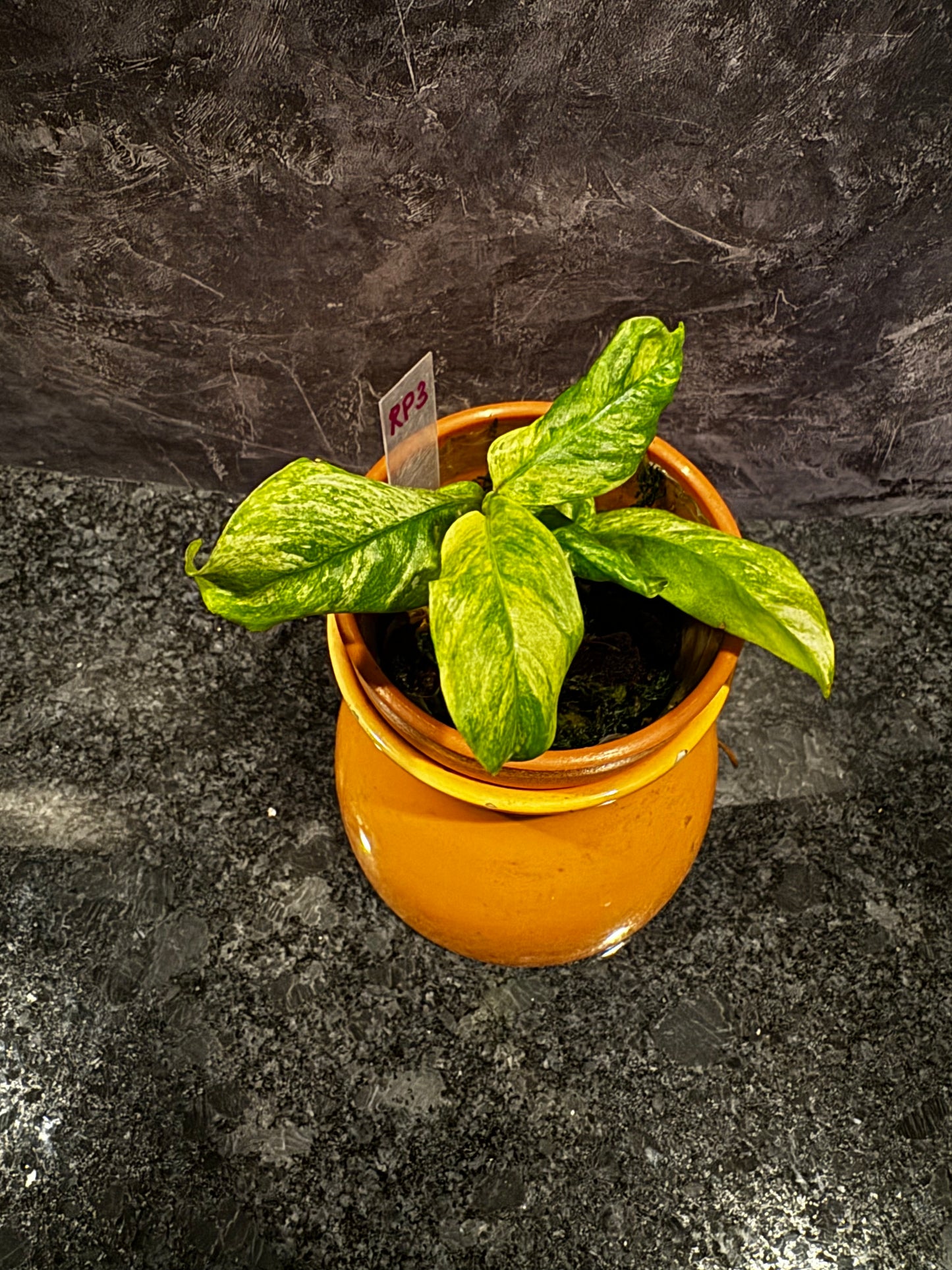 Variegated Rhaphidophora Puberula