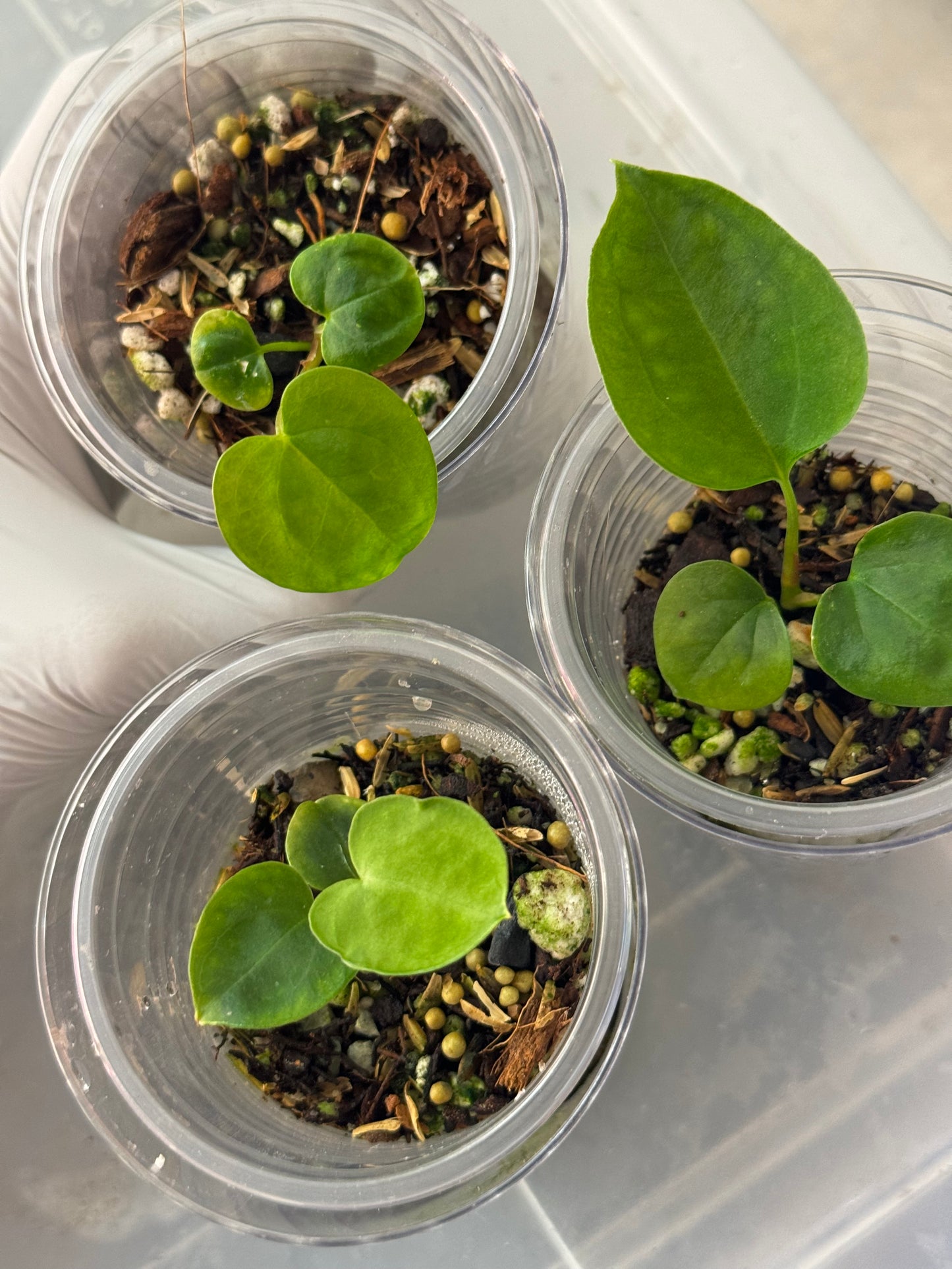 Anthurium Variegated Papillilaminum x (Carlablackiae x Papillilaminum)