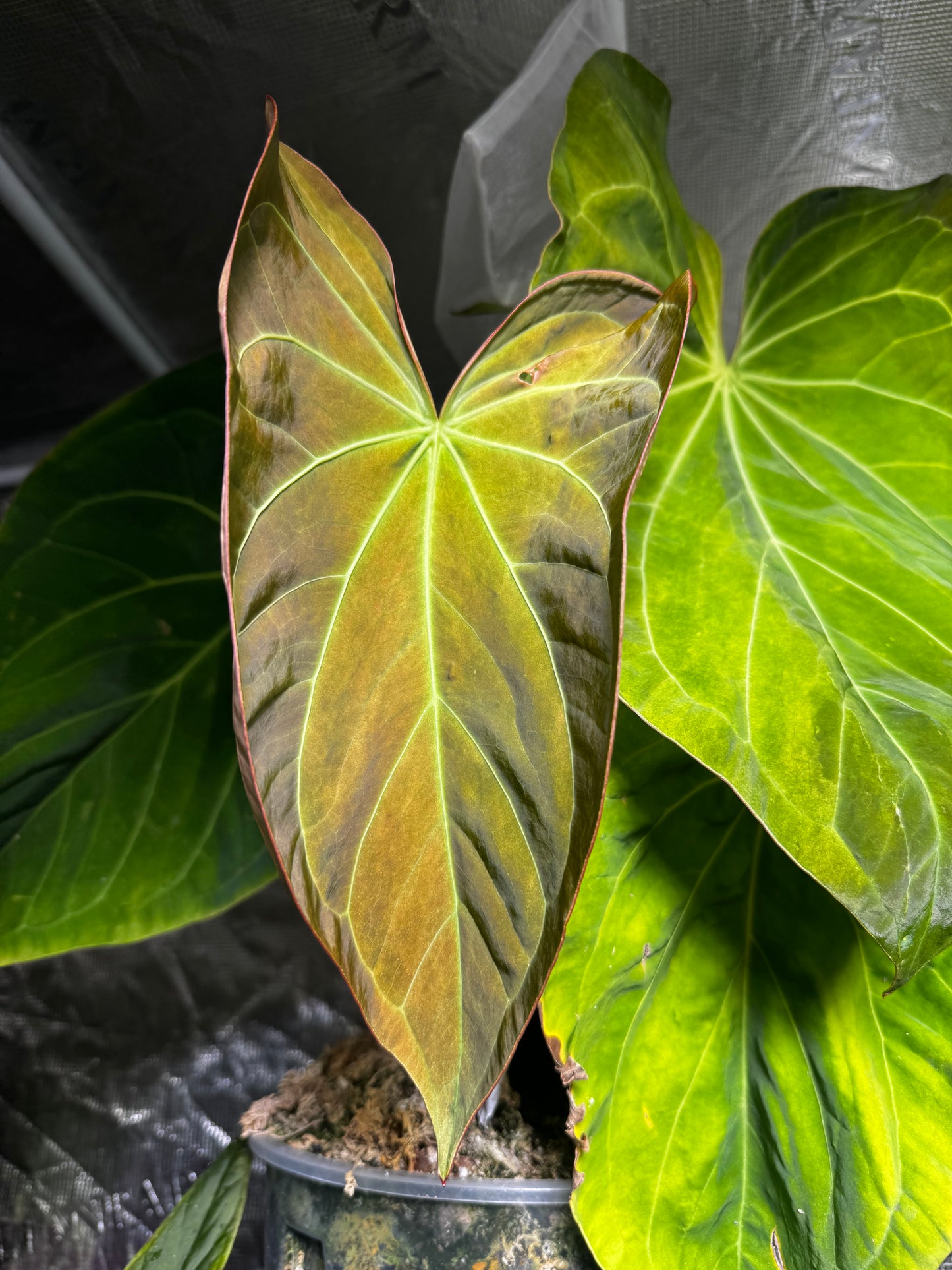 A. Variegated Papillilaminum X-One (offset)
