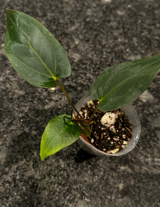 Anthurium Papillilaminum x Ace Of Spades