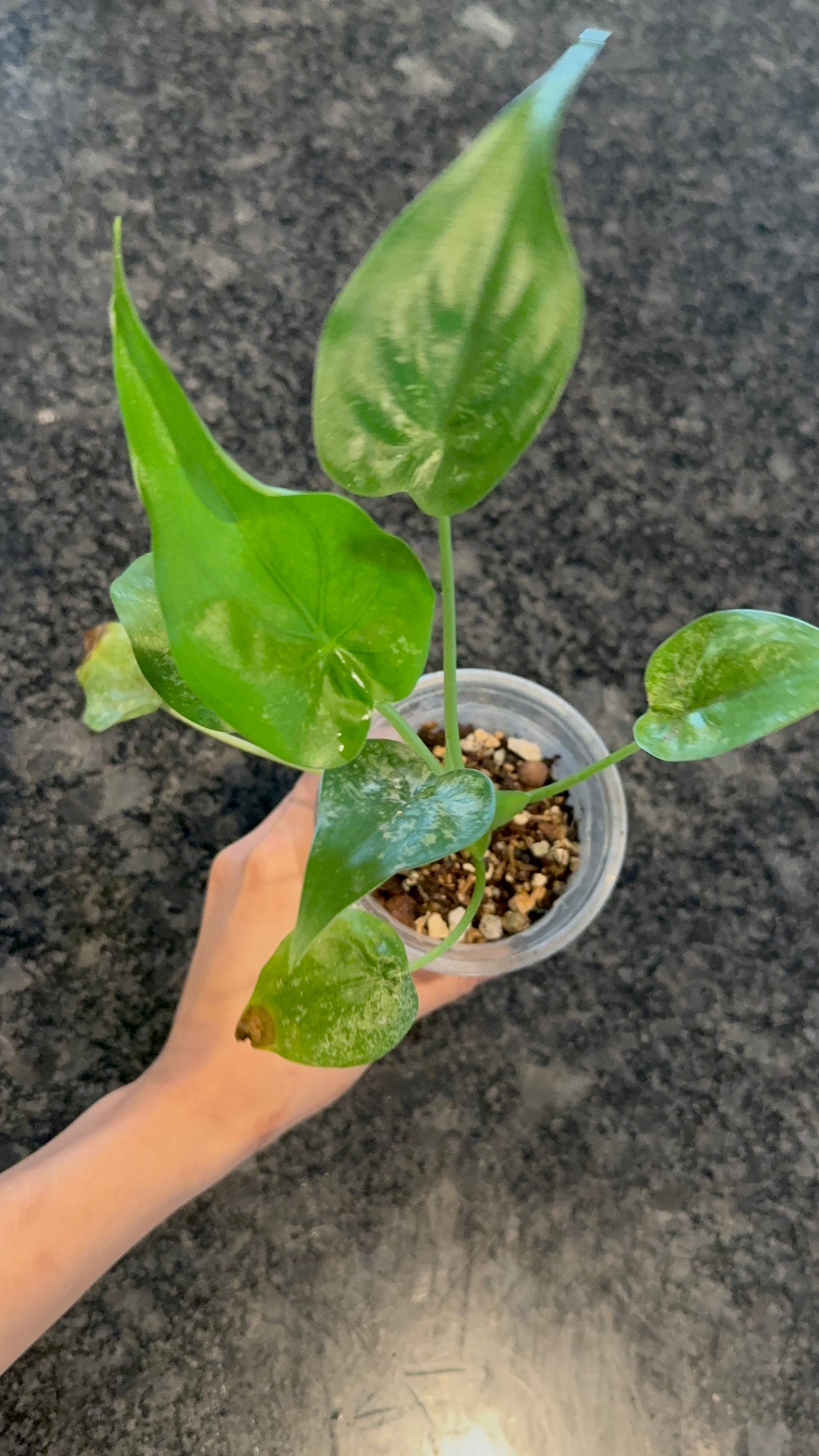 Variegated Alocasia Cucullata Albo