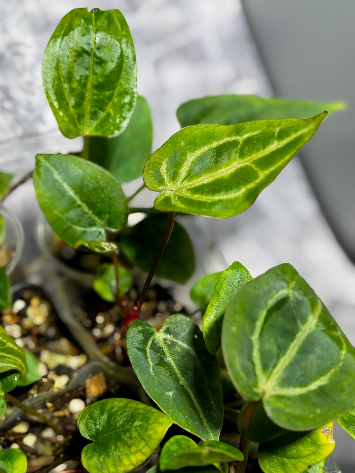 Anthurium (Red Crystallinum x NSE Portillae) x Ree Gardens Portillae | Seedlings