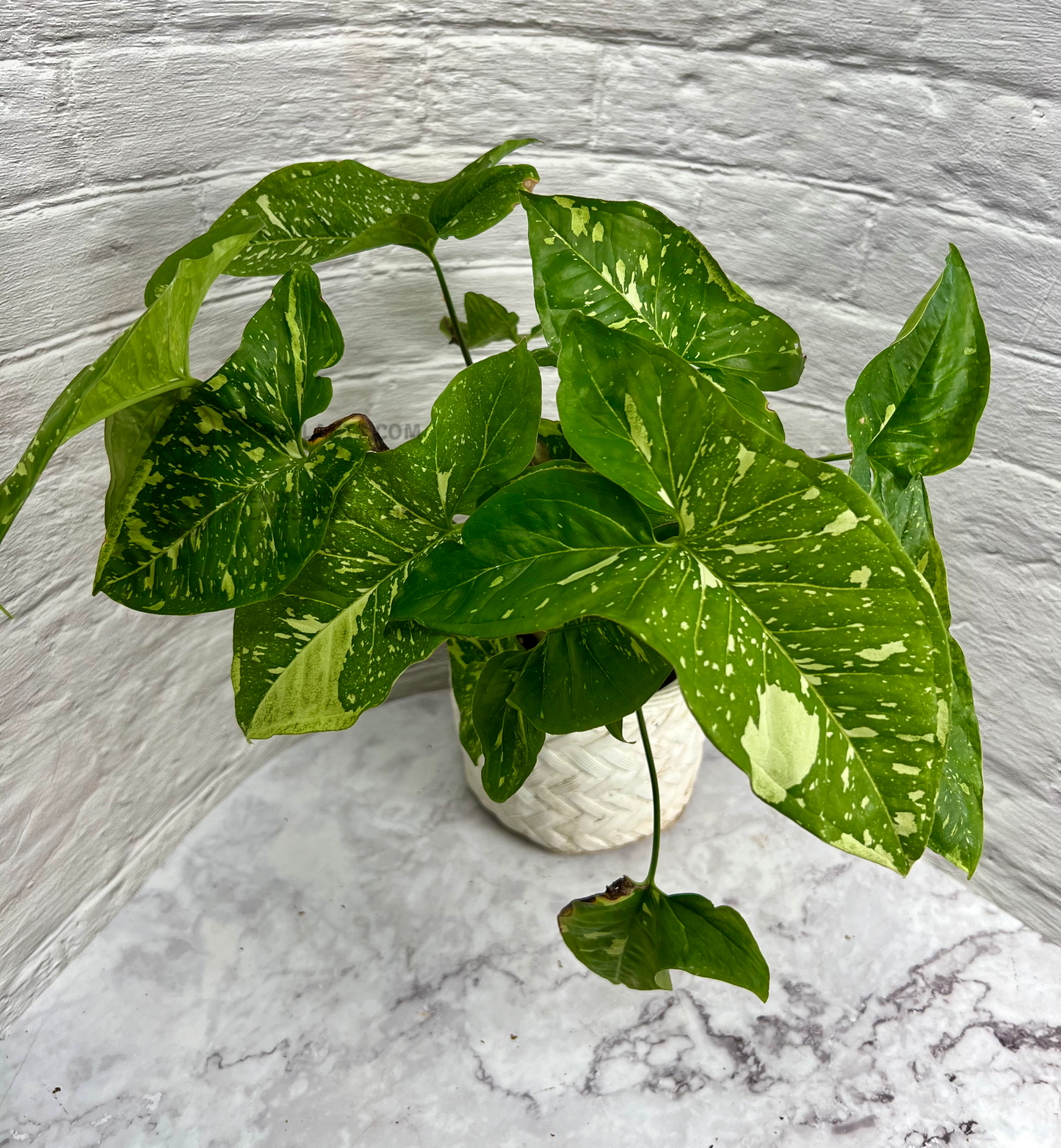 Syngonium Panda