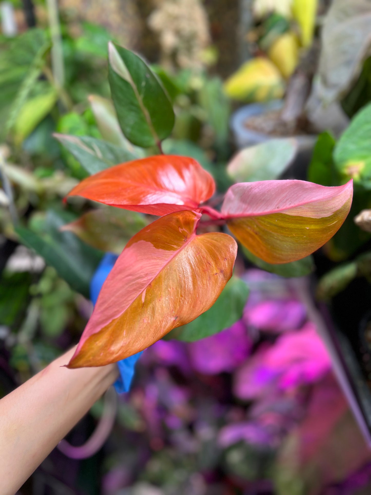 Philodendron Persimmon Princess