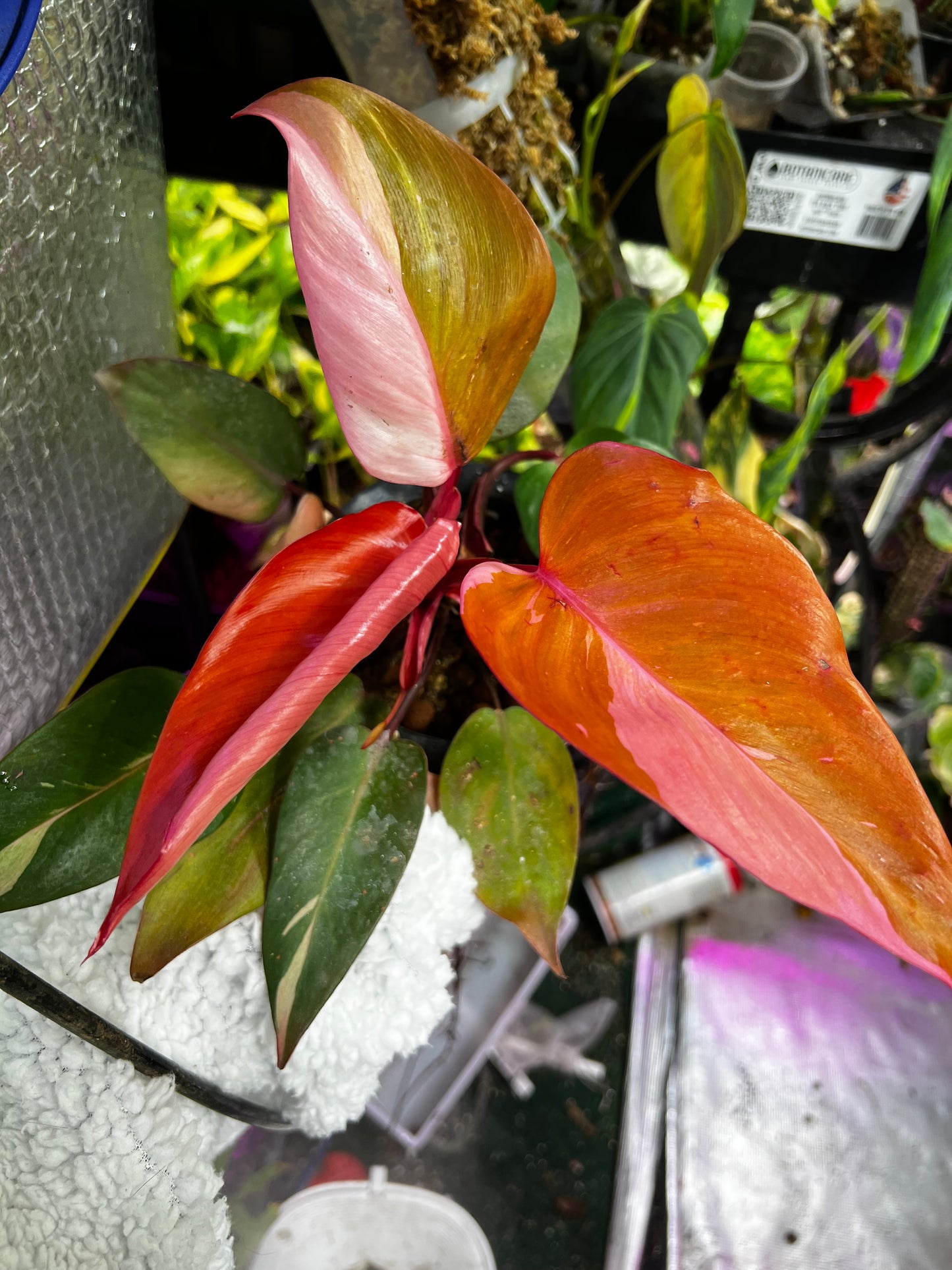 Philodendron Persimmon Princess