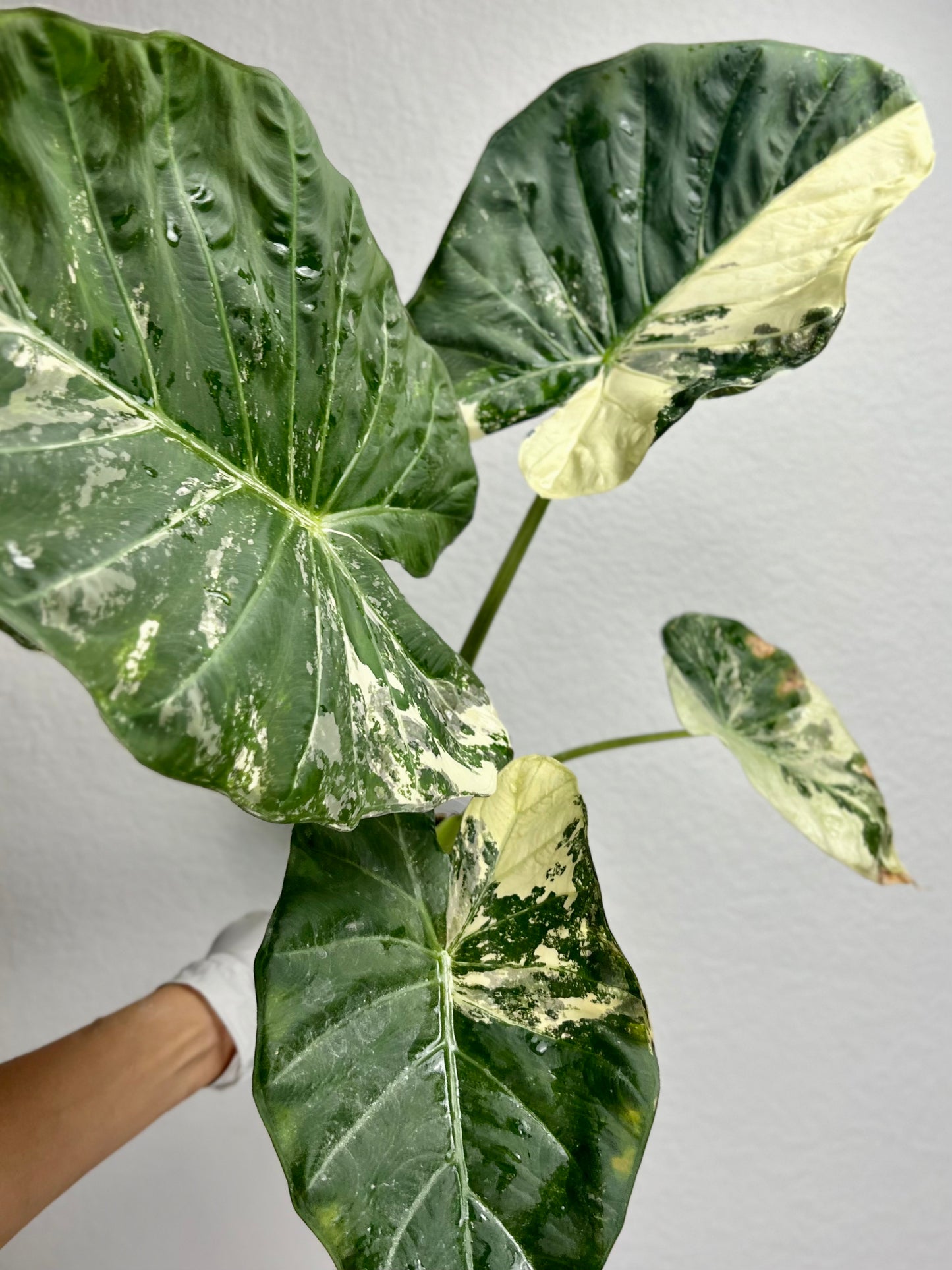 Albo Variegated Regal Shields