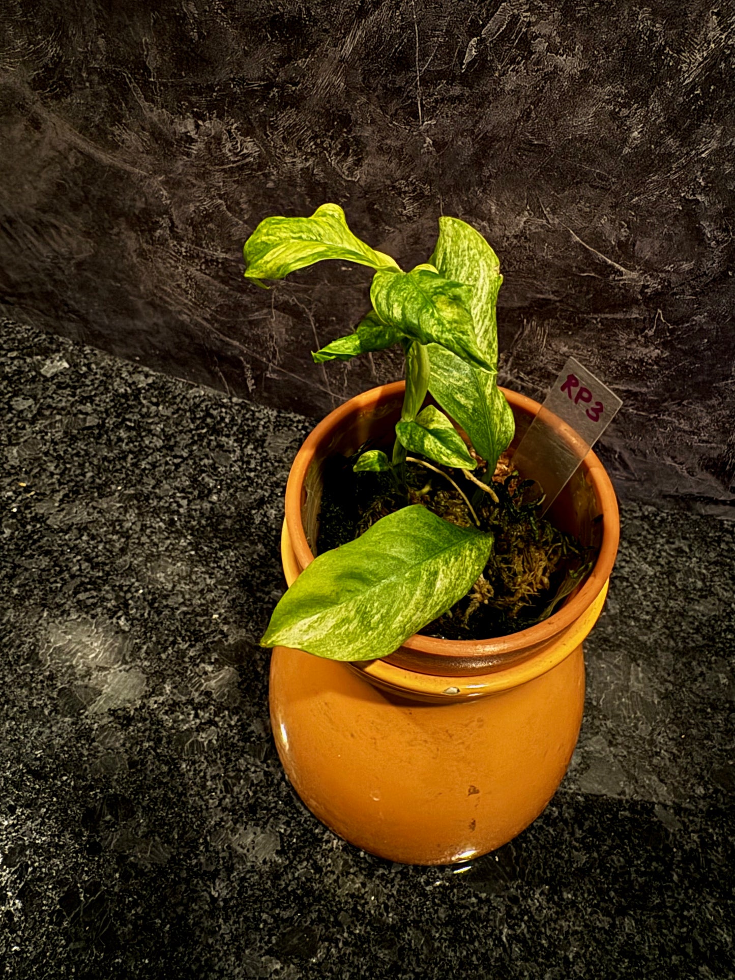 Variegated Rhaphidophora Puberula
