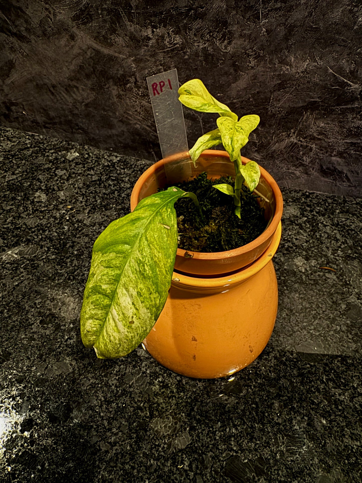 Variegated Rhaphidophora Puberula