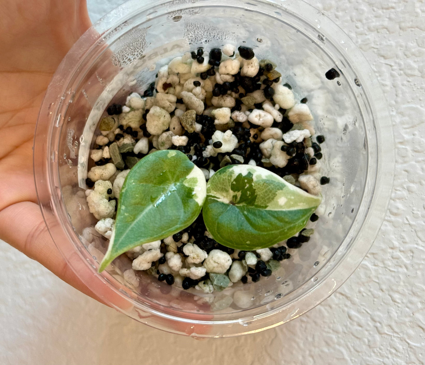 Variegated Alocasia Maharani Albo