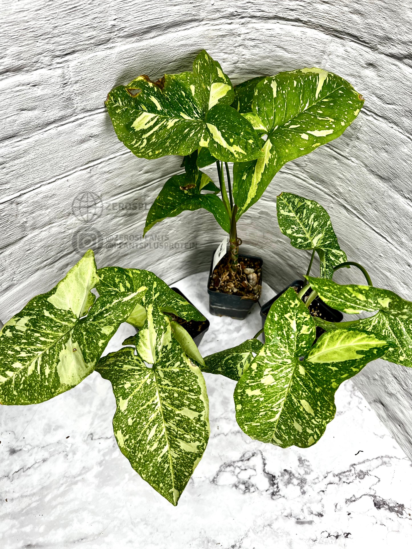 Syngonium Panda