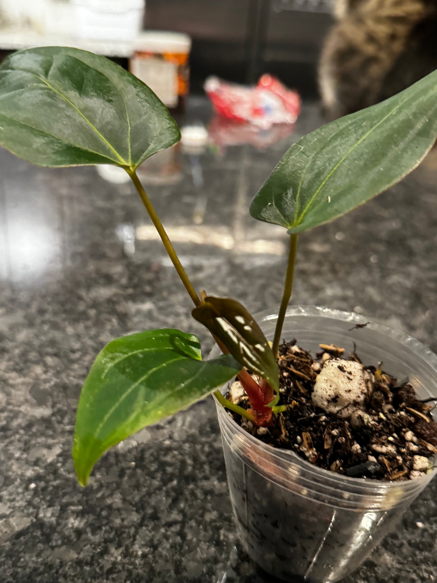 Anthurium Papillilaminum x Ace Of Spades