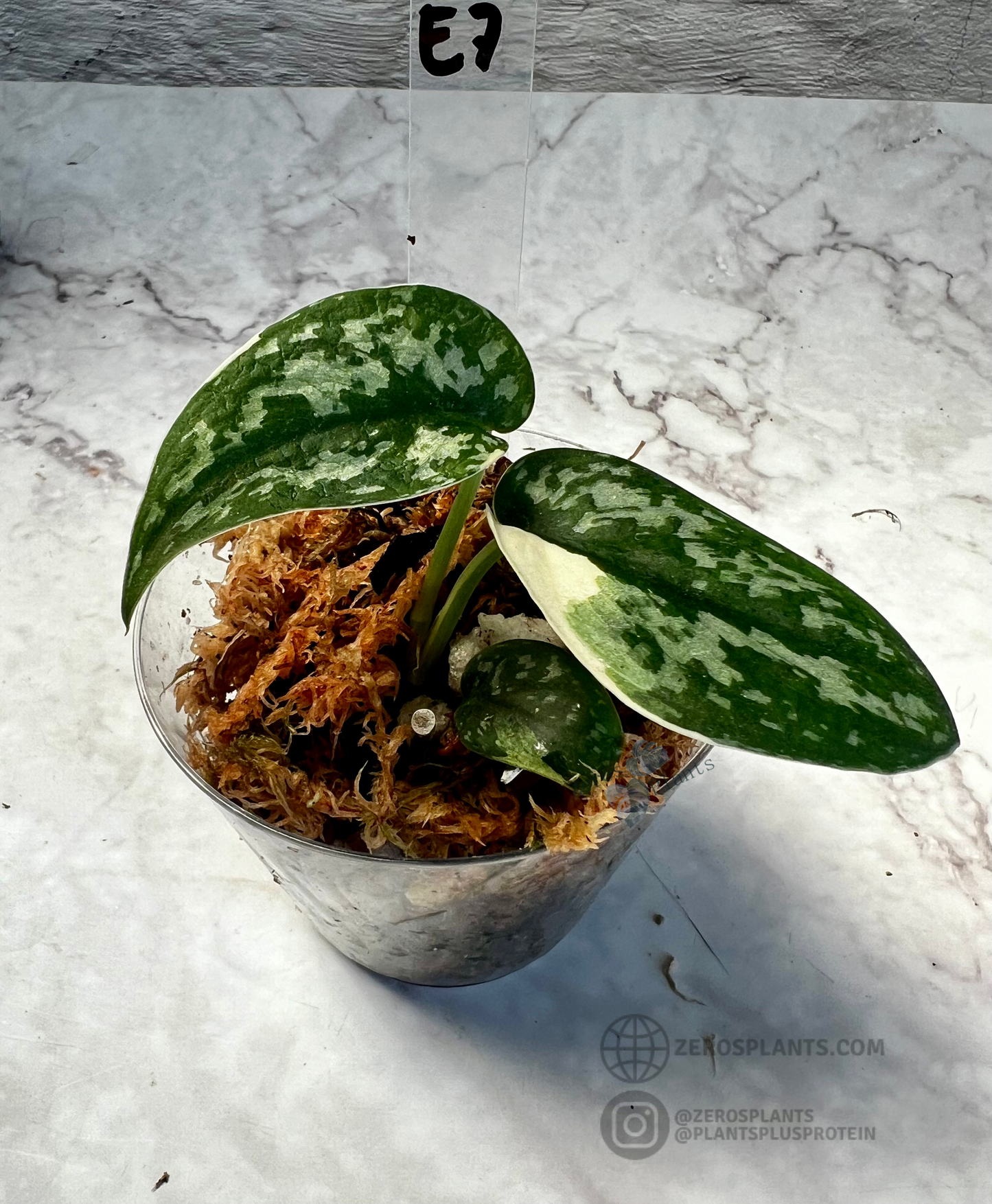 Scindapsus ‘Mayari’