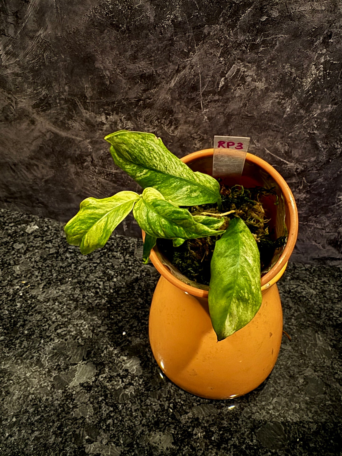Variegated Rhaphidophora Puberula