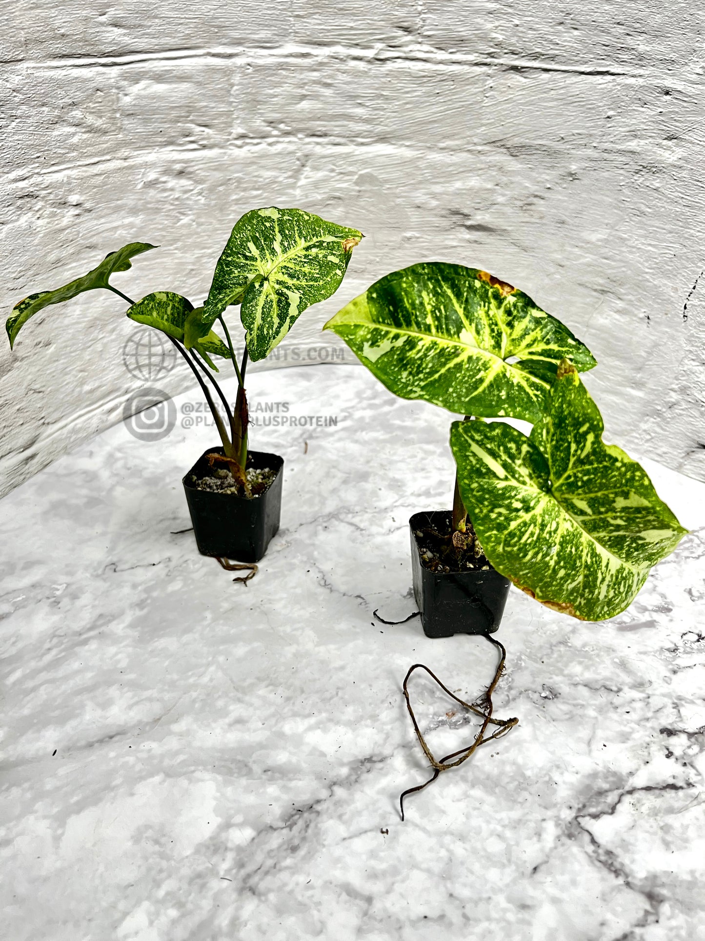 Syngonium Panda