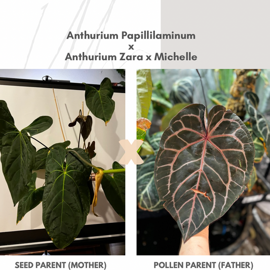 A. Papillilaminum x (Zara x Michelle)
