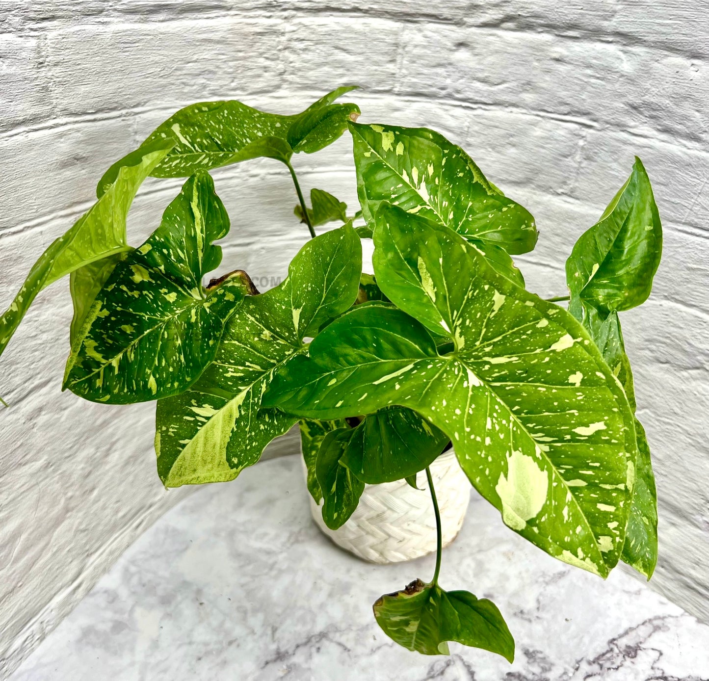 Syngonium Panda