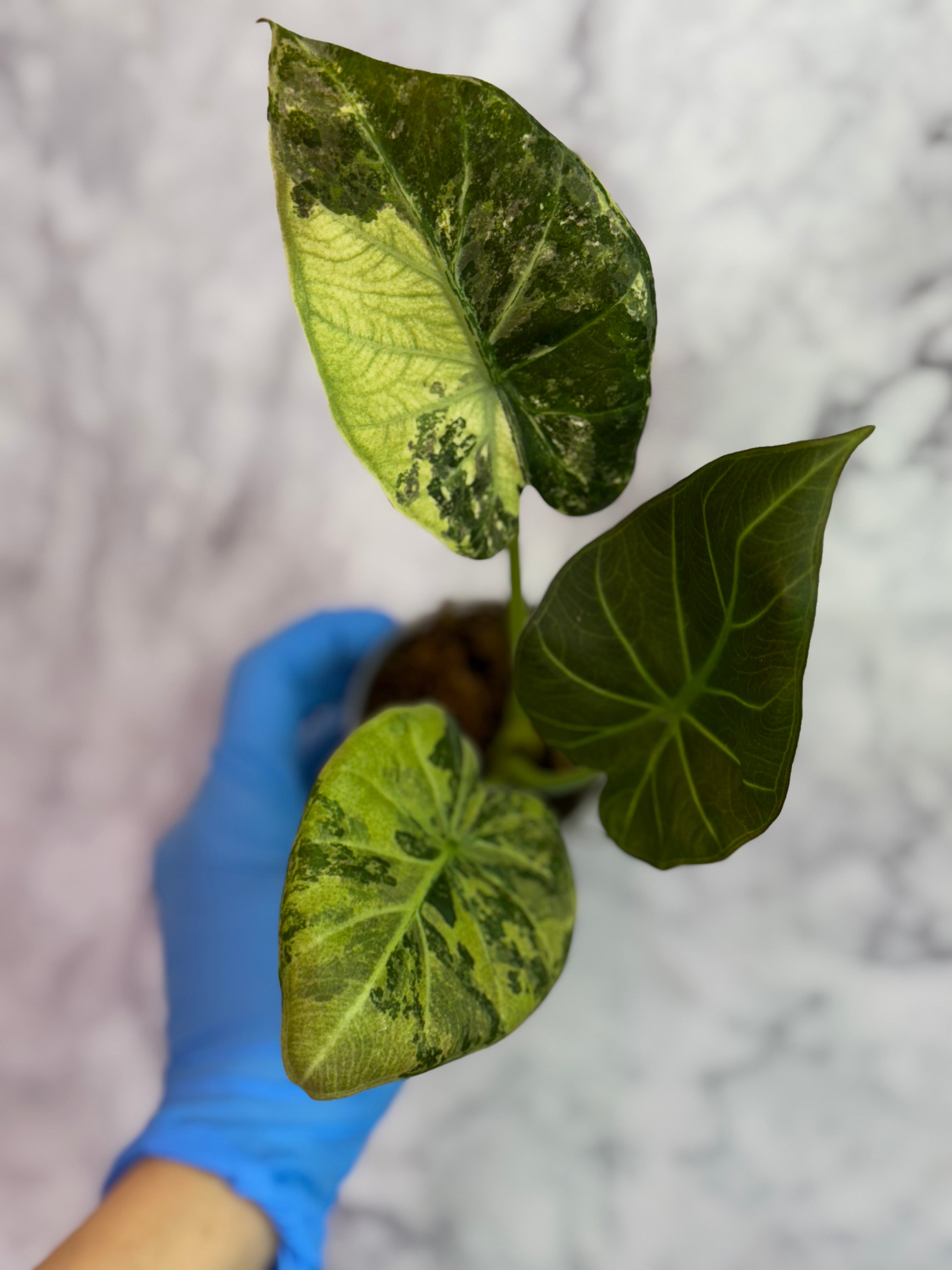 Alocasia Variegated Regal Shields – Zero's Plants