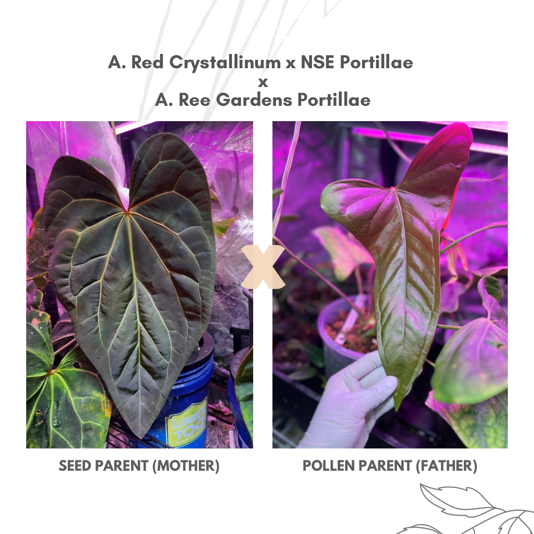 Anthurium (Red Crystallinum x NSE Portillae) x Ree Gardens Anthurium (Red Crystallinum x NSE Portillae) x Ree Gardens