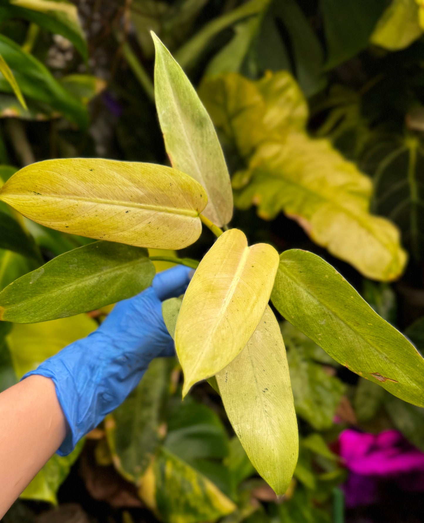 Philodendron Whipple Way Variegated *Exact plant for sale*